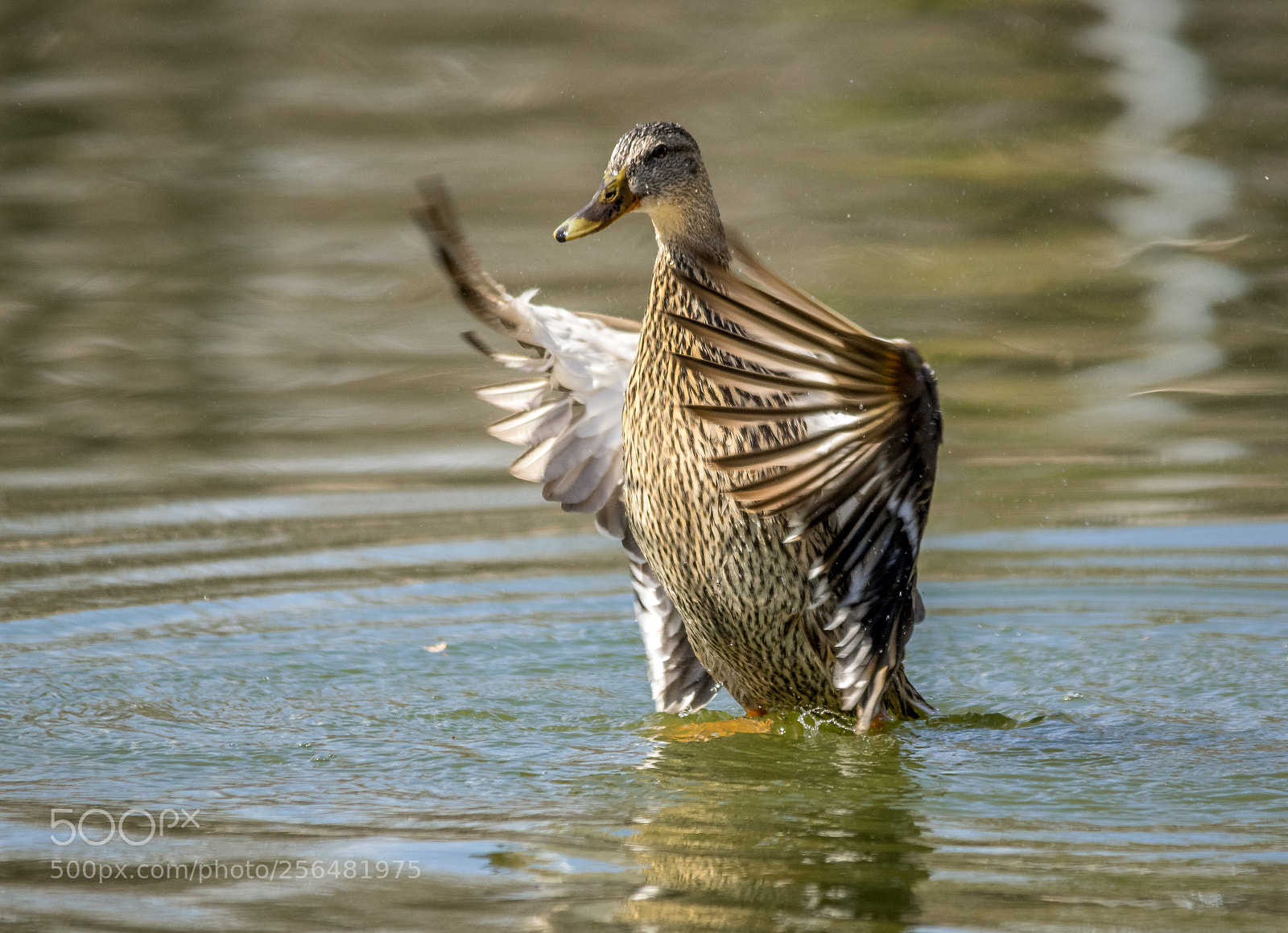 Pentax K-3 II sample photo. Mallard ballet photography