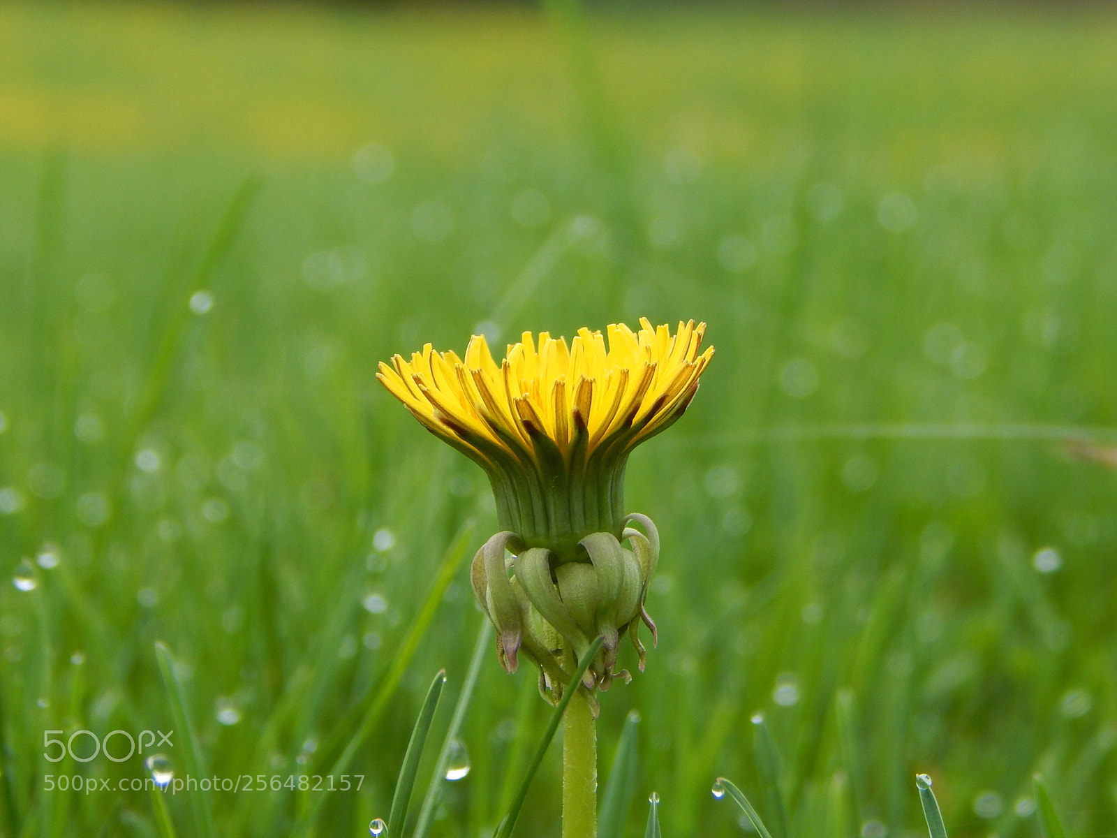 Nikon Coolpix L820 sample photo. Good morning beautiful photography