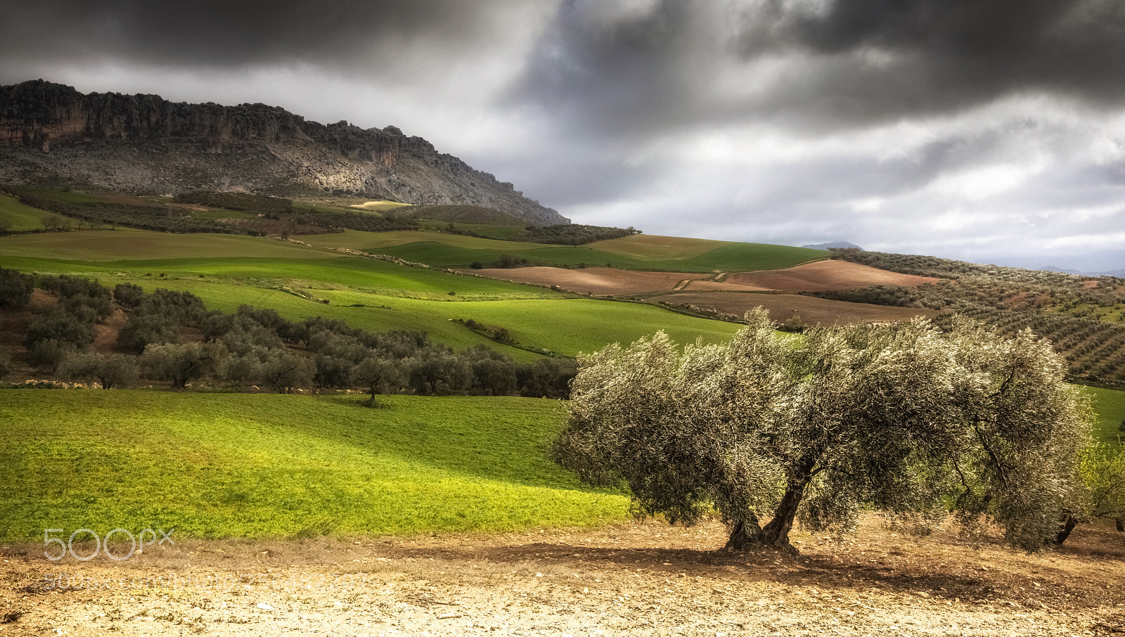 Canon EOS 5D Mark IV sample photo. Spanish springtime  photography