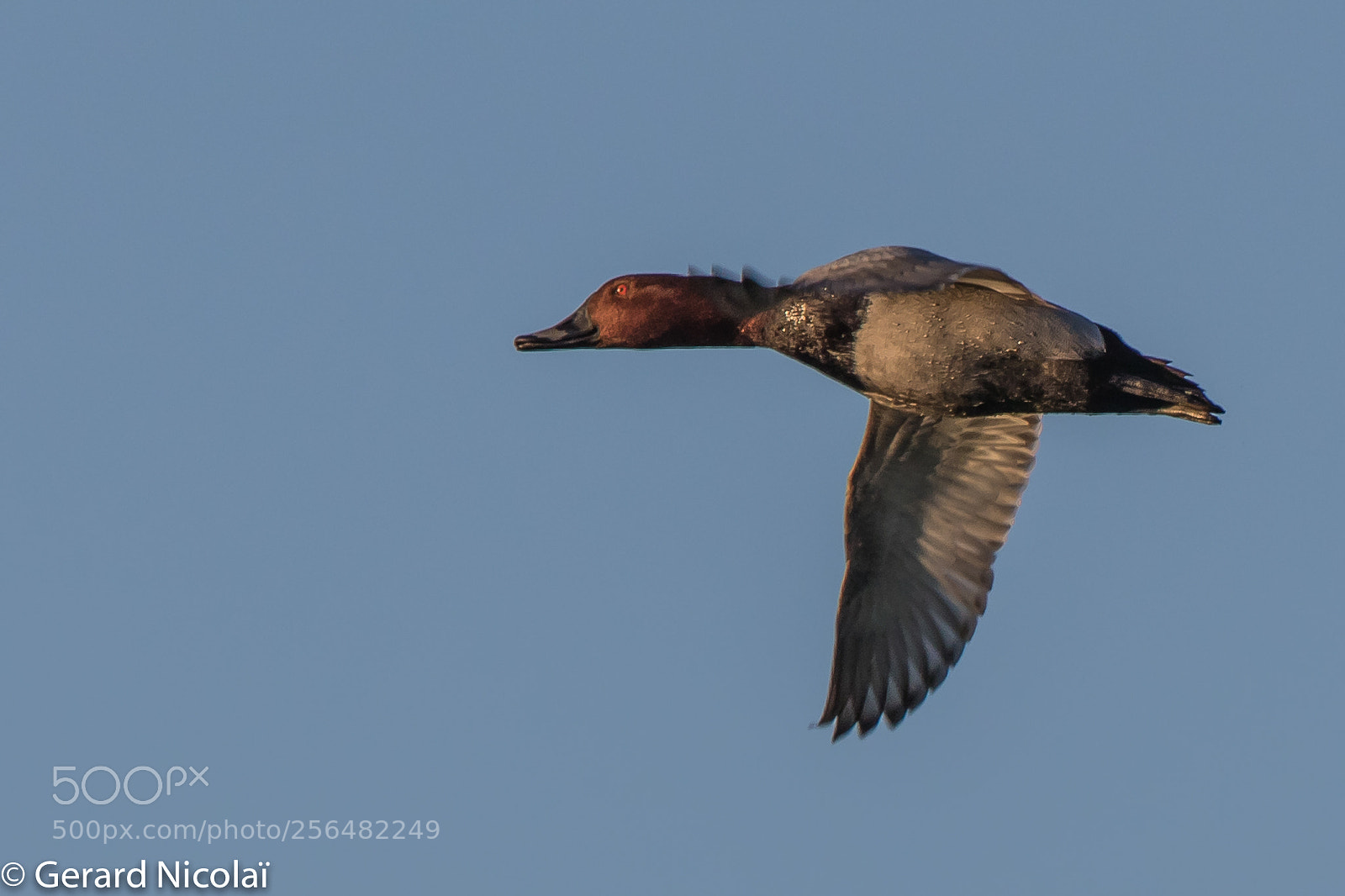 Canon EOS 7D Mark II sample photo. Pochard flying photography