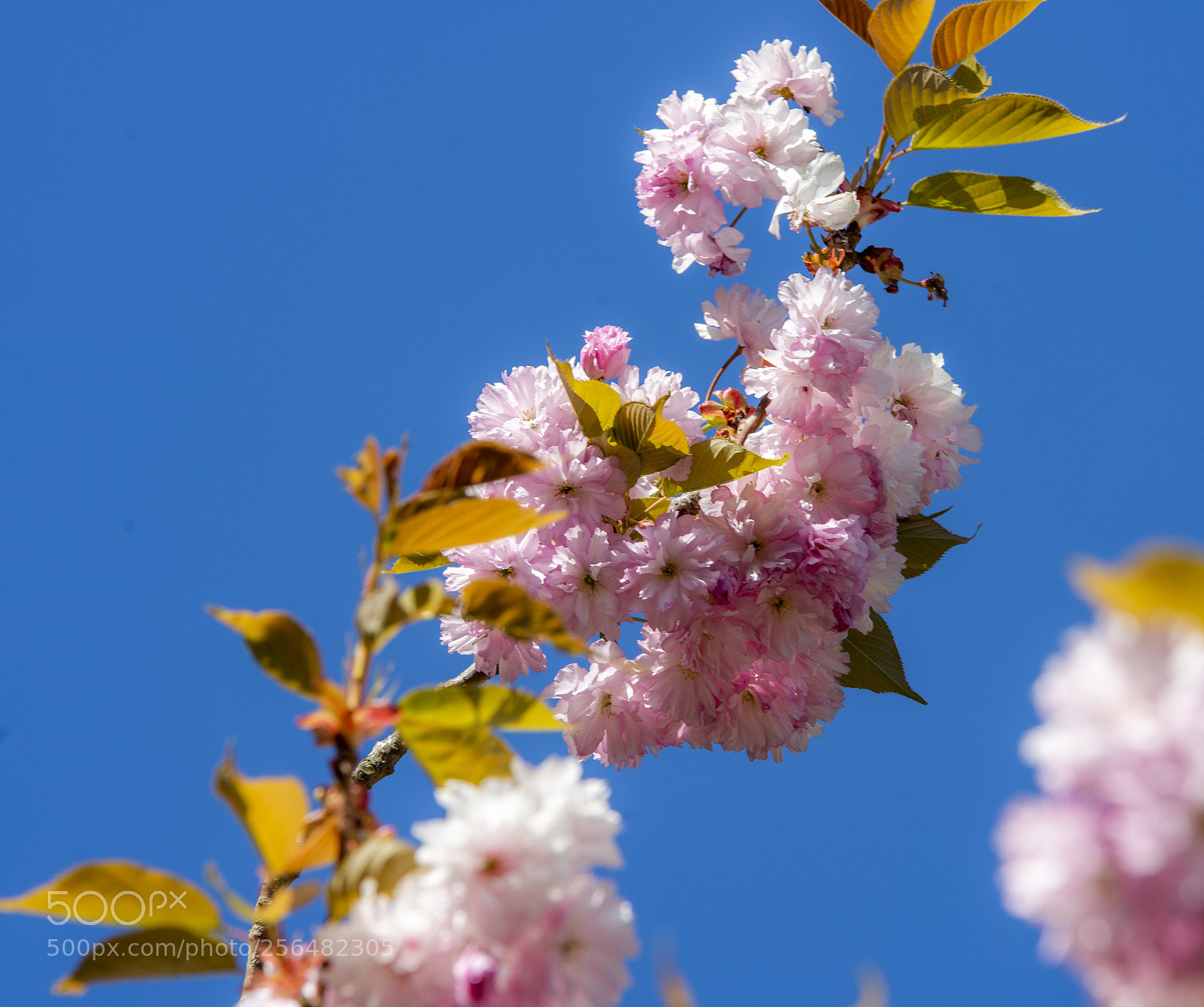 Sony SLT-A99V sample photo. Dsc photography