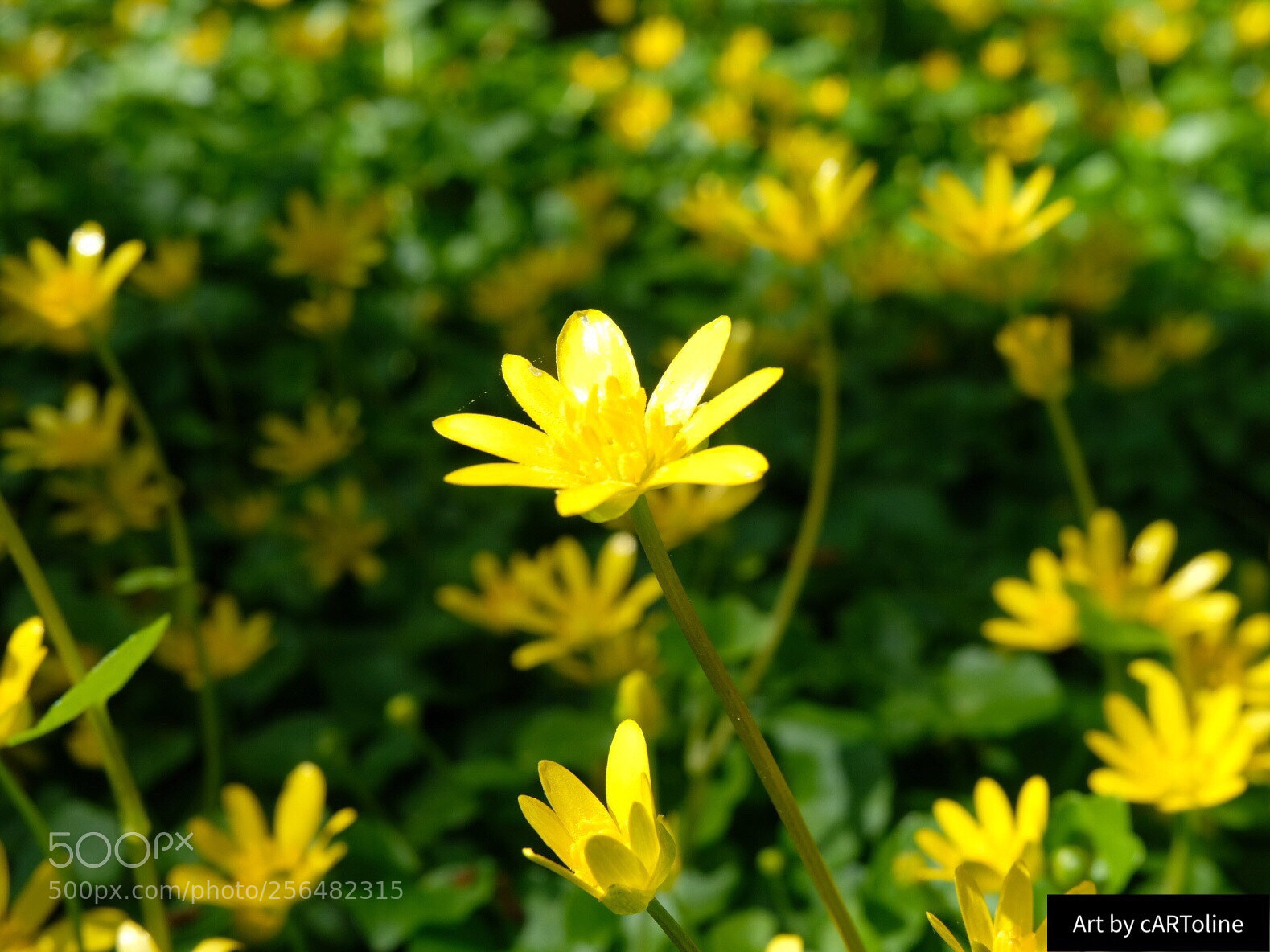 Fujifilm X-T20 sample photo. Enjoying life photography