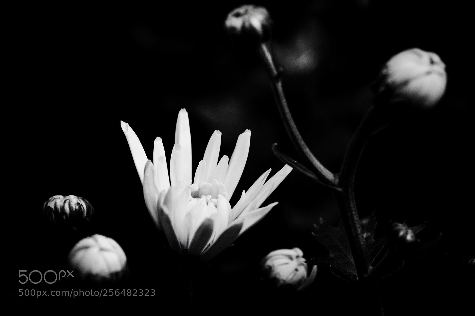 Nikon D7100 sample photo. Untitled photography