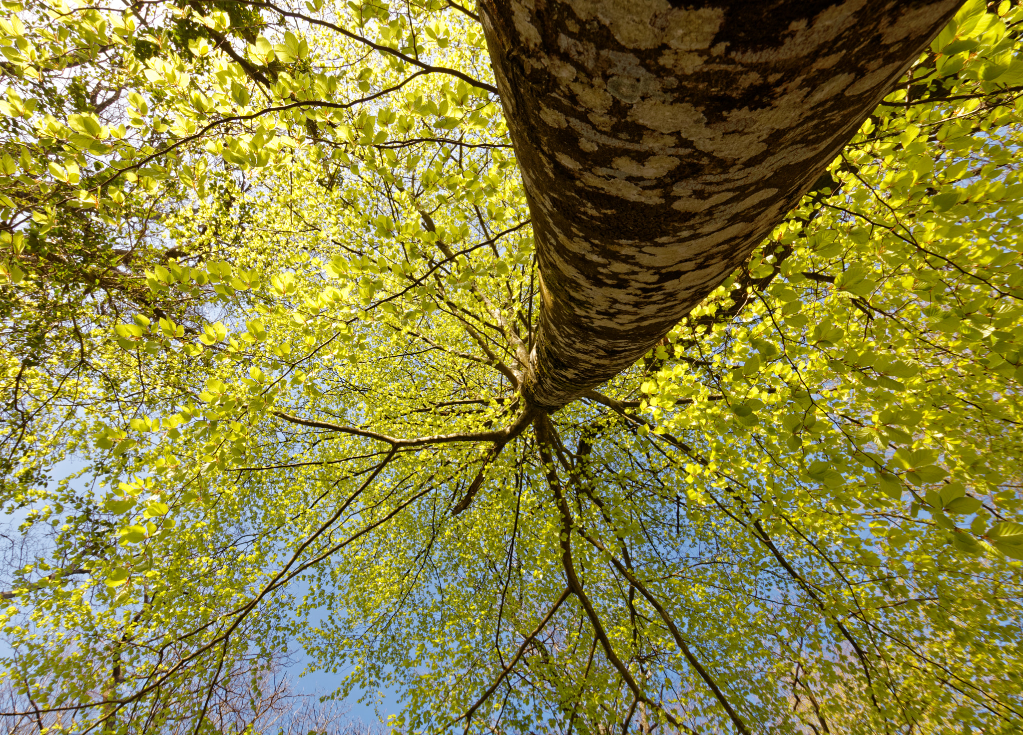 Sigma 10-20mm F3.5 EX DC HSM sample photo. Upside down photography