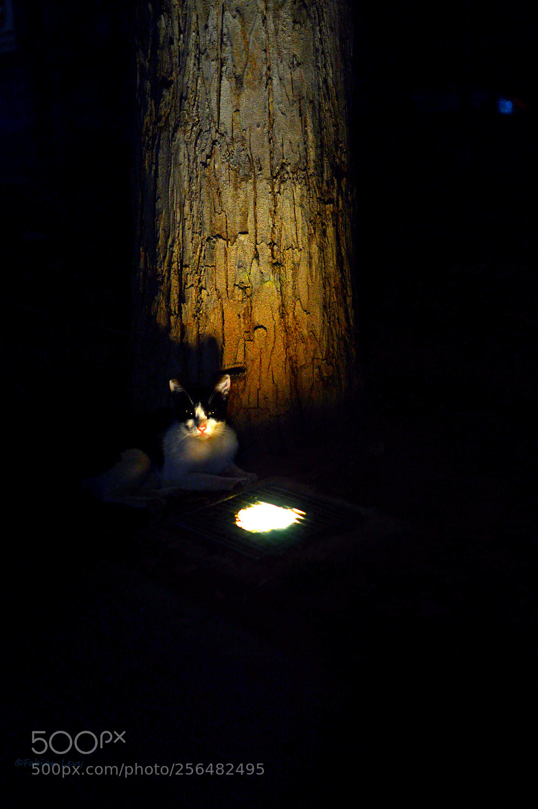 Nikon D3200 sample photo. Cat photography