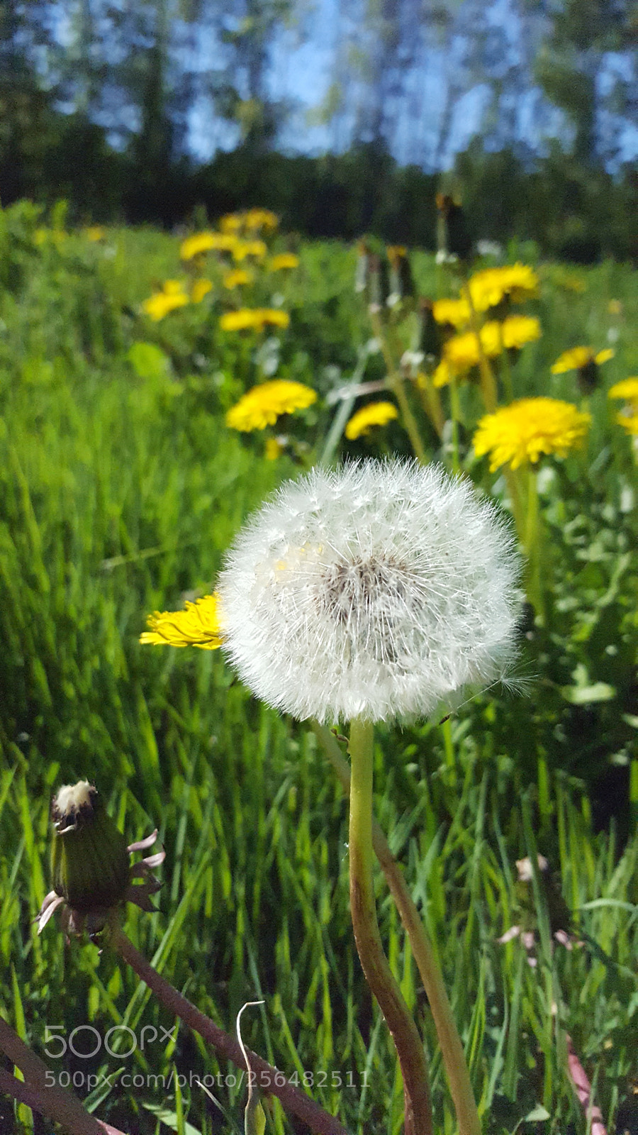 Samsung Galaxy S6 sample photo. Untitled photography