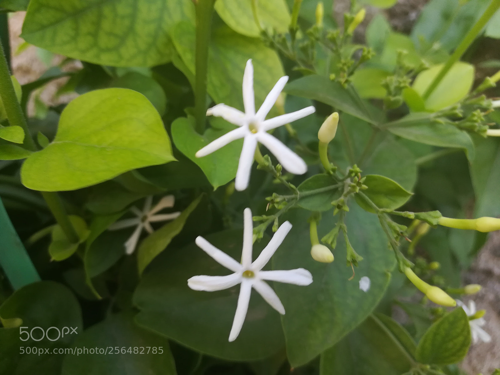 HUAWEI honor 6x sample photo. Untitled photography