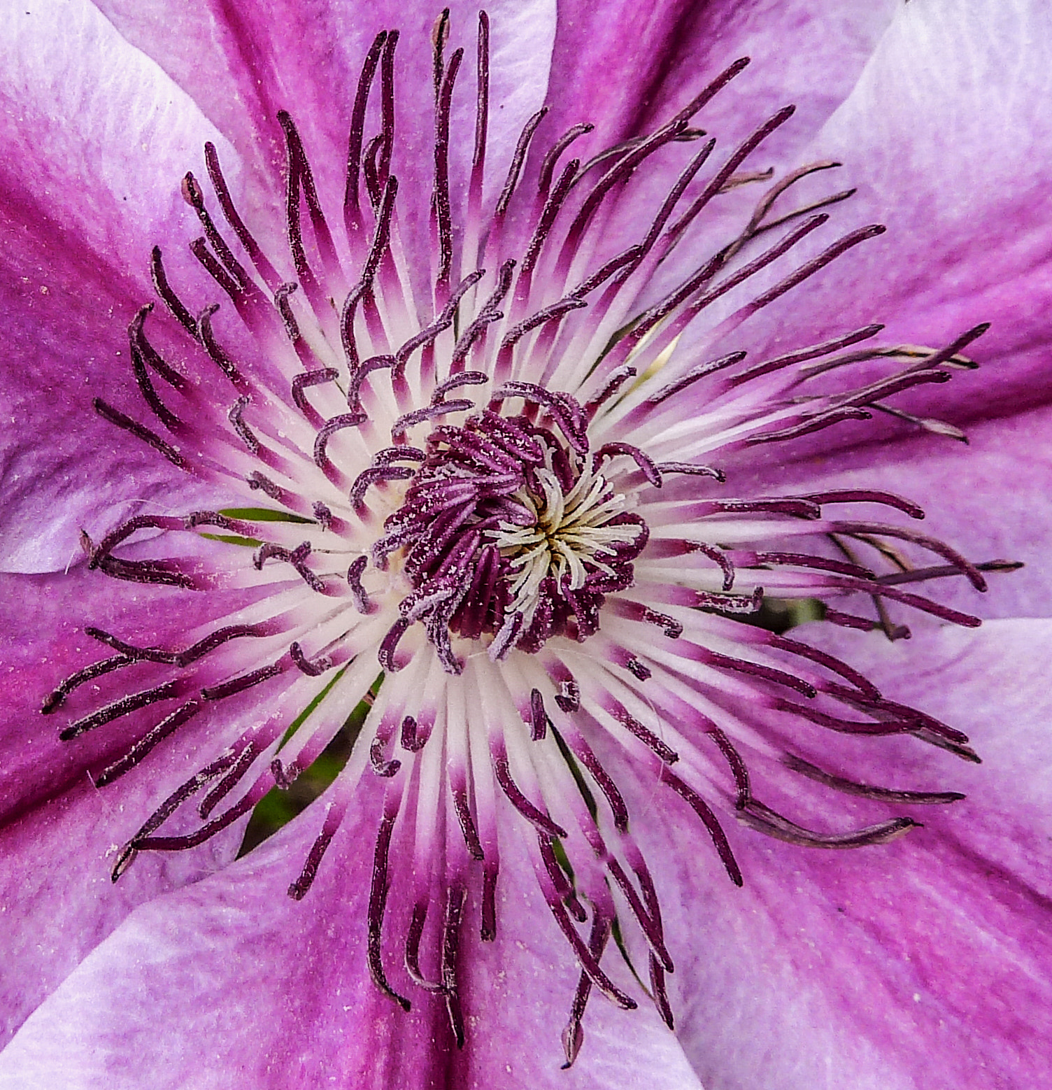 Panasonic Lumix DMC-ZS5 (Lumix DMC-TZ8) sample photo. Flowering clematis photography