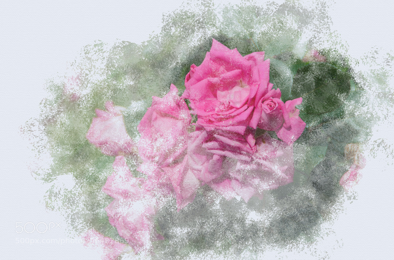 Nikon D5100 sample photo. Rose photography
