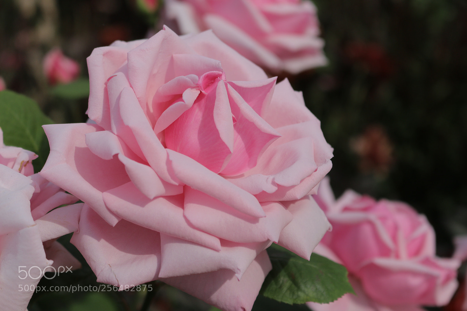 Canon EOS 70D sample photo. Rose photography