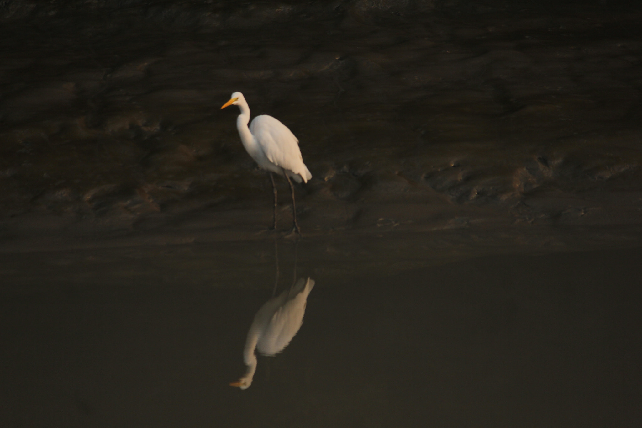 Canon EF-S 55-250mm F4-5.6 IS II sample photo. Strok photography