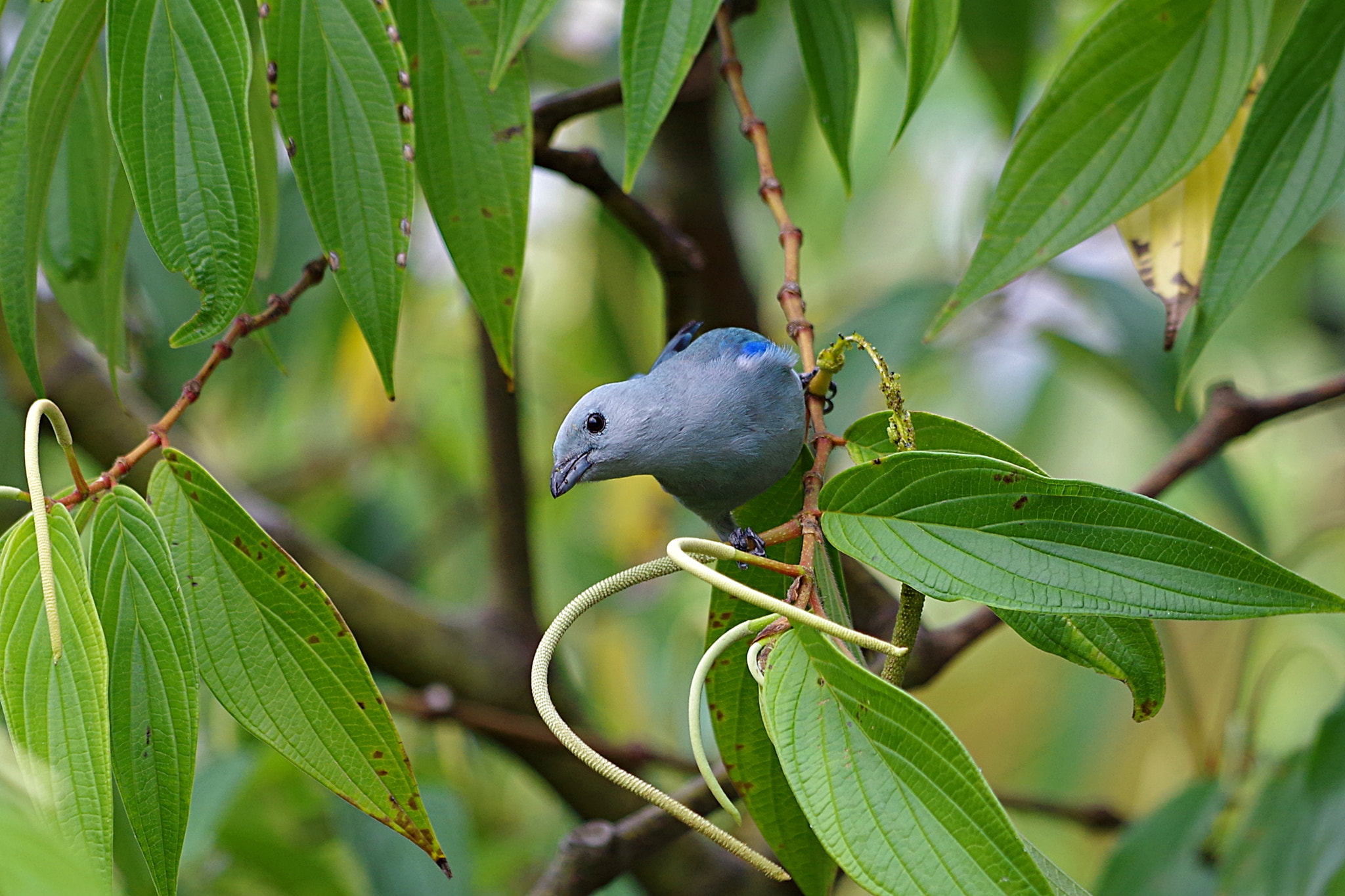 Pentax K-S2 + Pentax smc DA* 300mm F4.0 ED (IF) SDM sample photo. Entre hojas photography