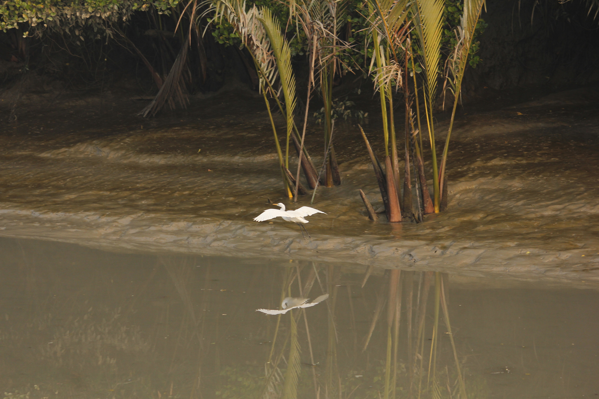 Canon EF-S 55-250mm F4-5.6 IS II sample photo. Stork photography