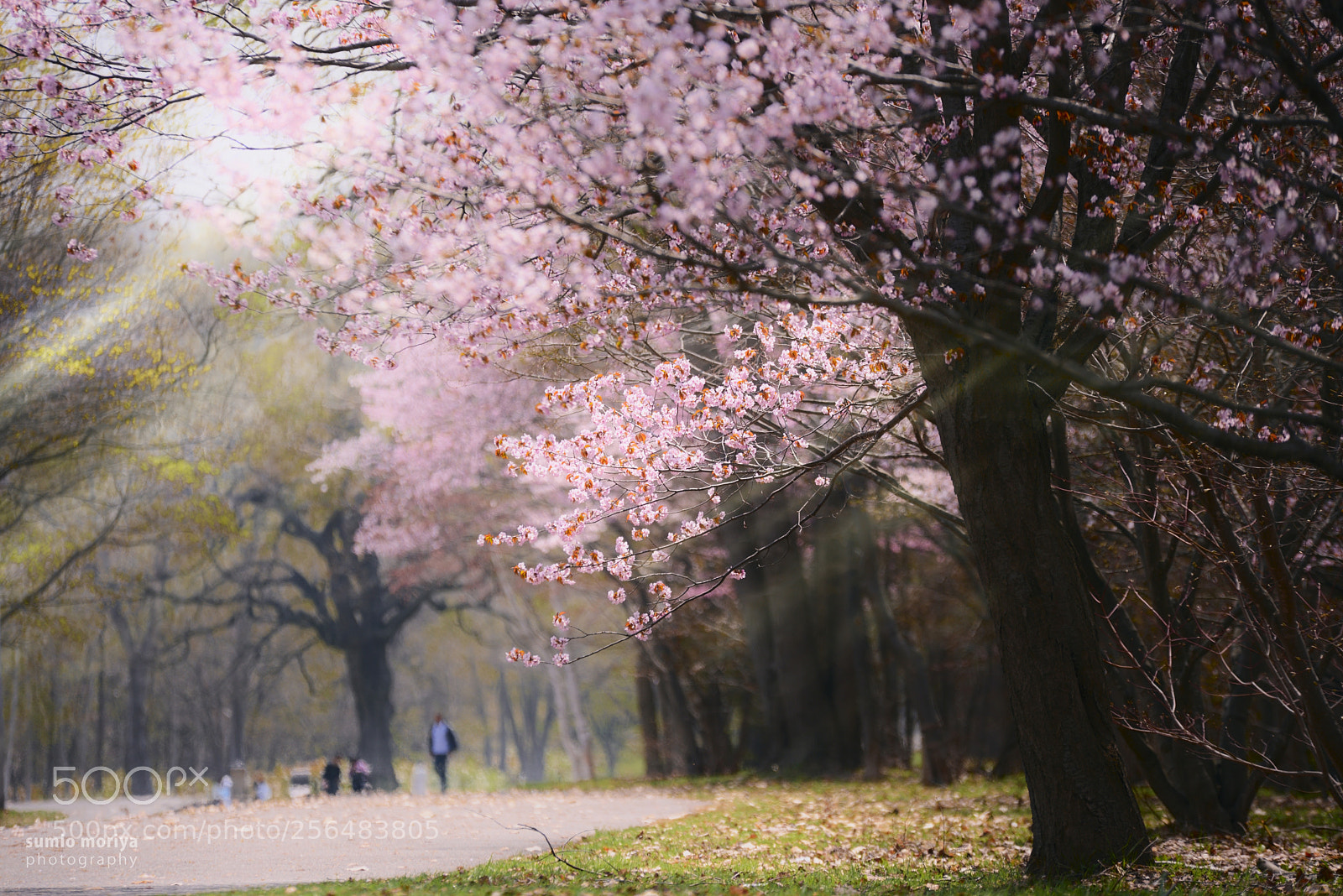Nikon D750 sample photo. Sakura photography
