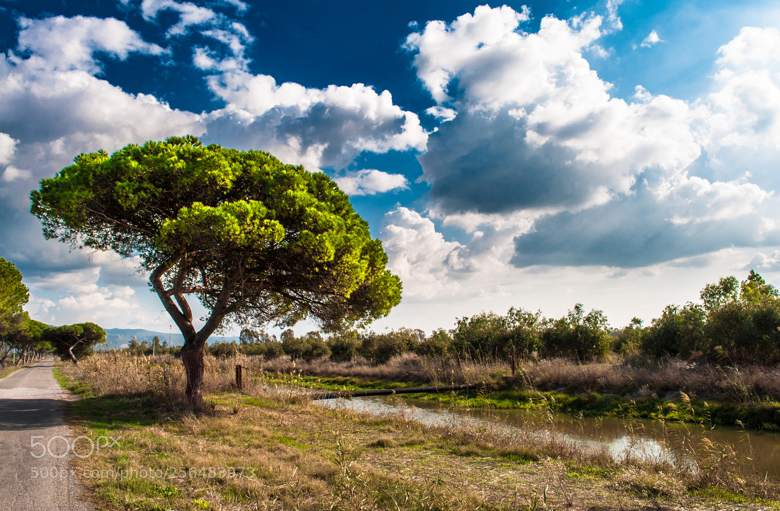 Nikon D90 sample photo. Tree in a country photography