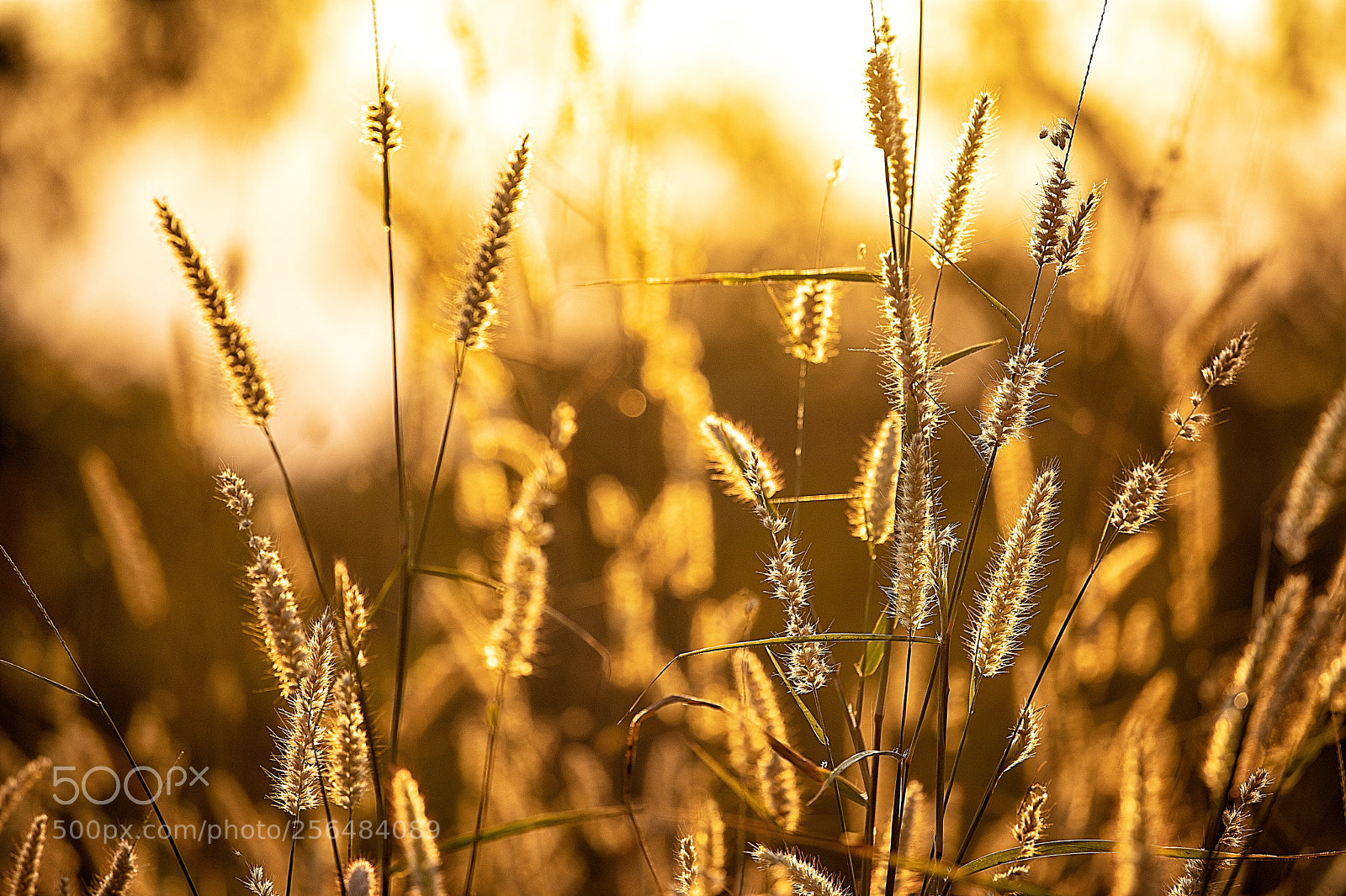 Canon EOS 5D Mark IV sample photo. Golden hour @ nitmiluk photography