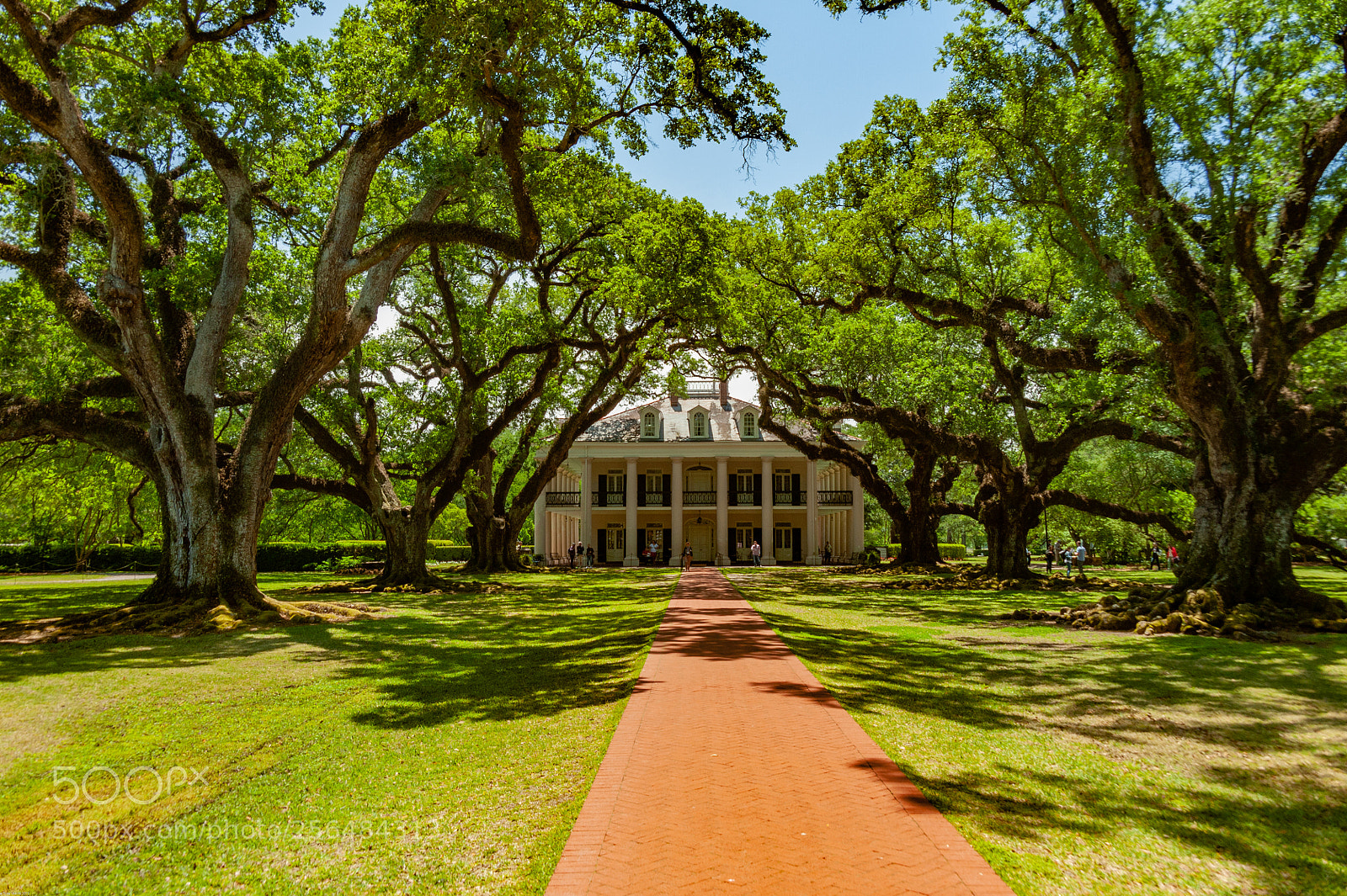 Nikon D700 sample photo. Oak plantation photography