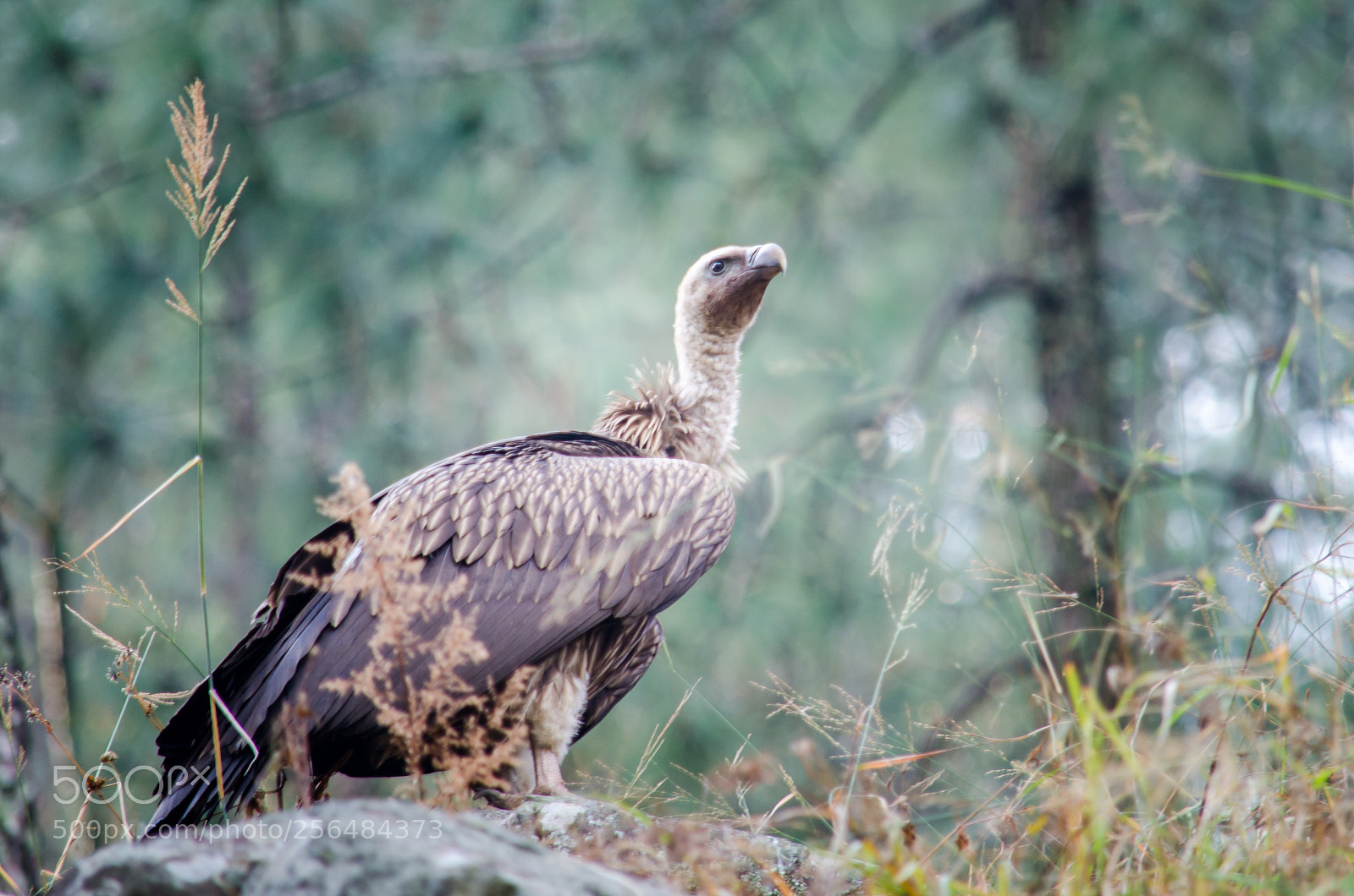 Nikon D7000 sample photo. Vulture photography