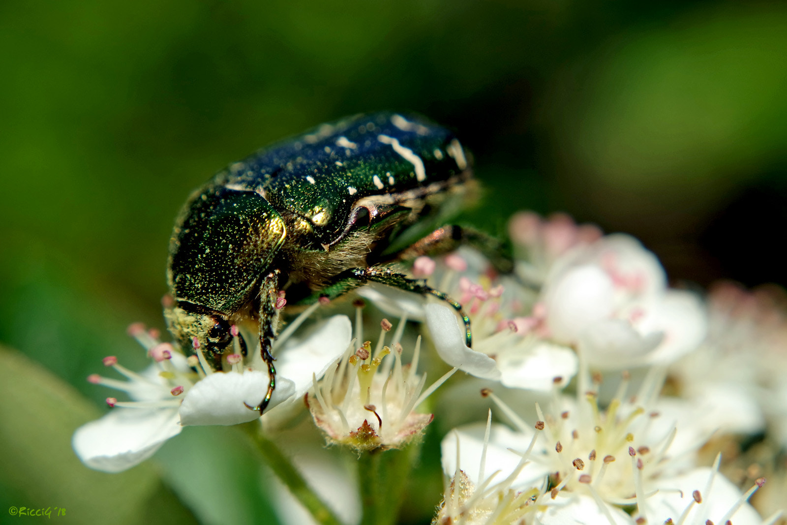 Samsung NX3300 sample photo. Rose beetle photography