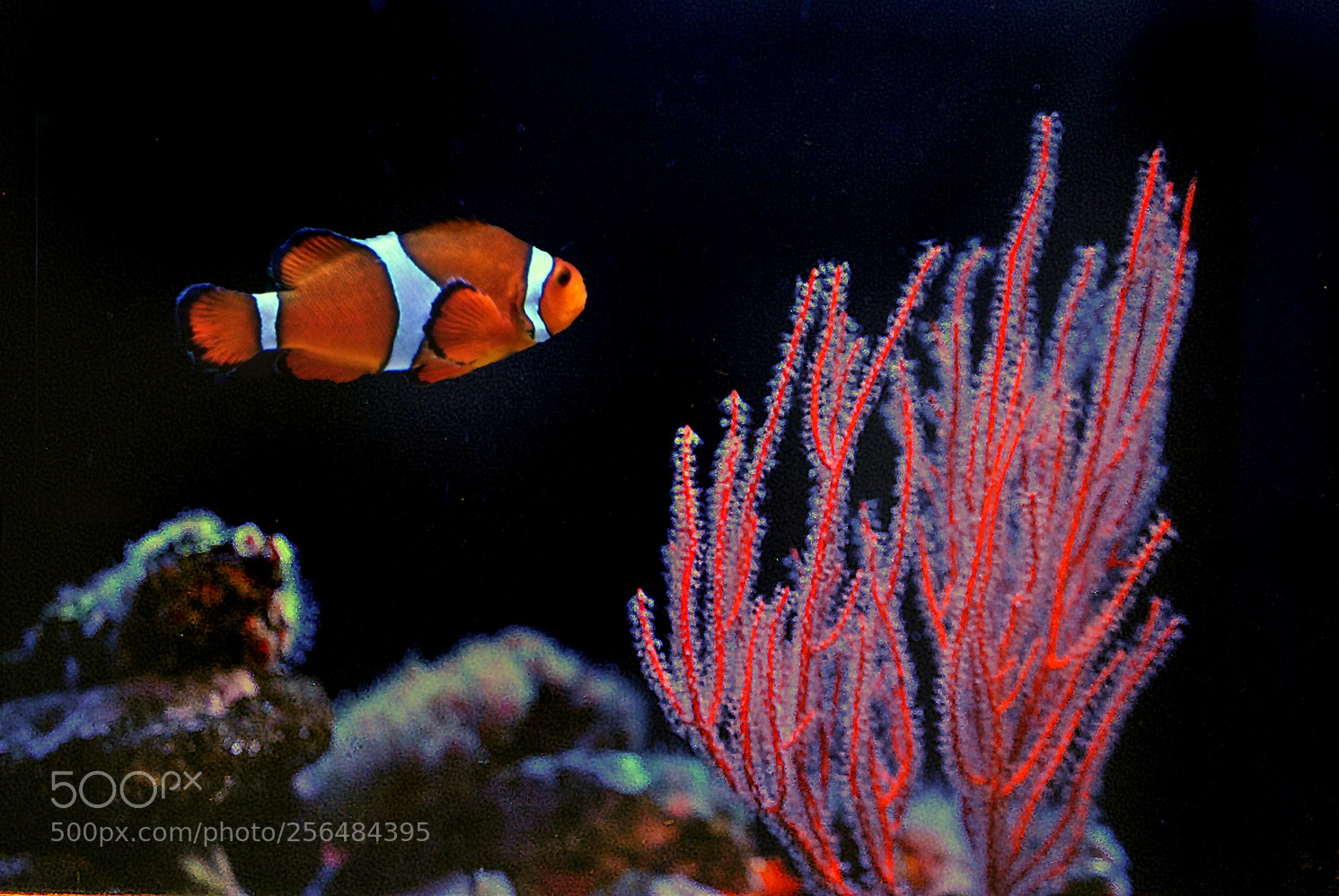 Nikon D3000 sample photo. Underwater photography