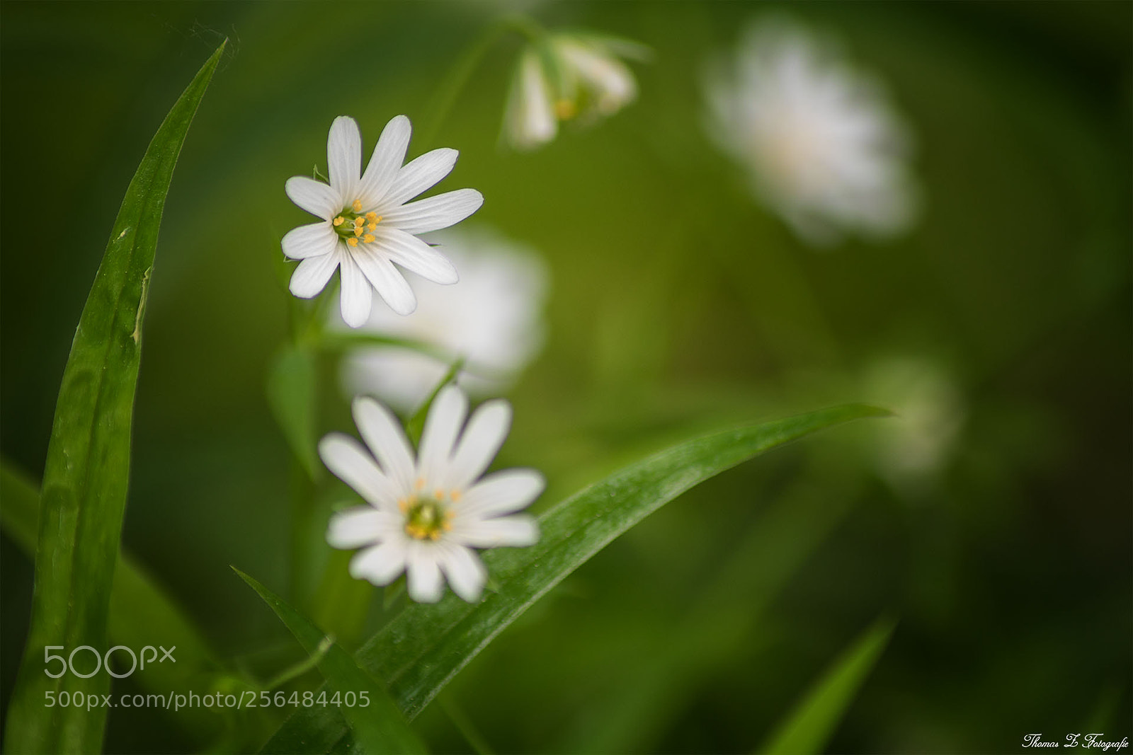 Canon EOS 750D (EOS Rebel T6i / EOS Kiss X8i) sample photo. Small things photography
