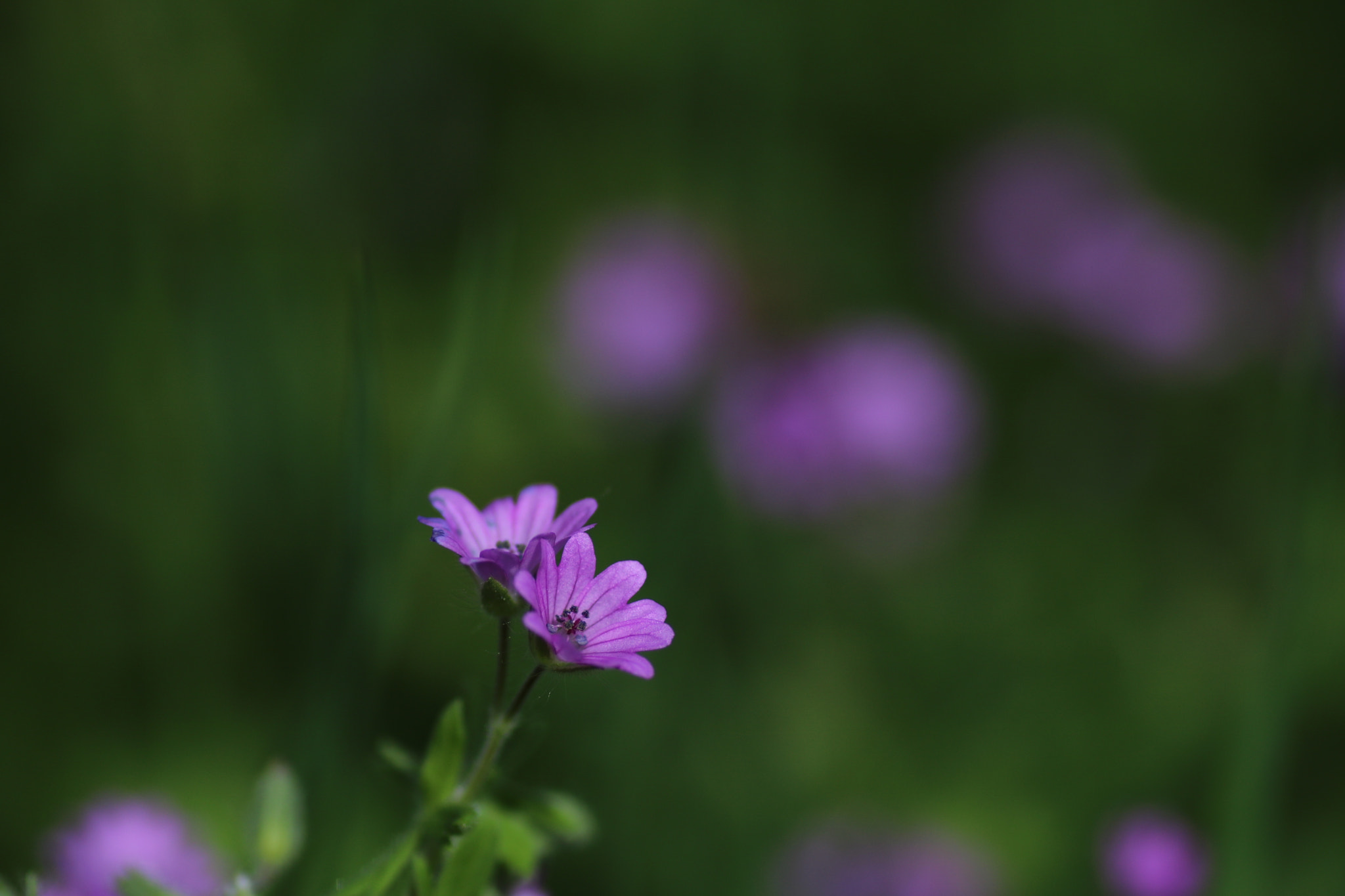 Canon EOS 750D (EOS Rebel T6i / EOS Kiss X8i) + Tamron SP AF 90mm F2.8 Di Macro sample photo. Not so lonely flower. photography