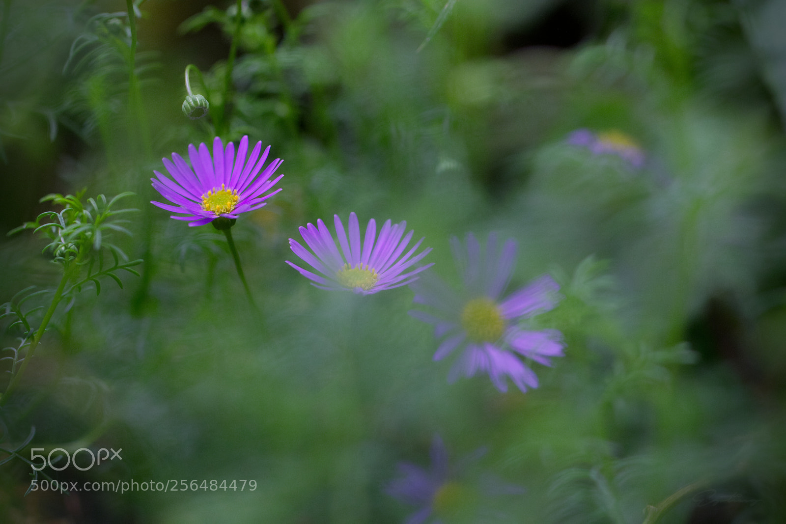 Canon EOS 70D sample photo. Purple flowers ... photography