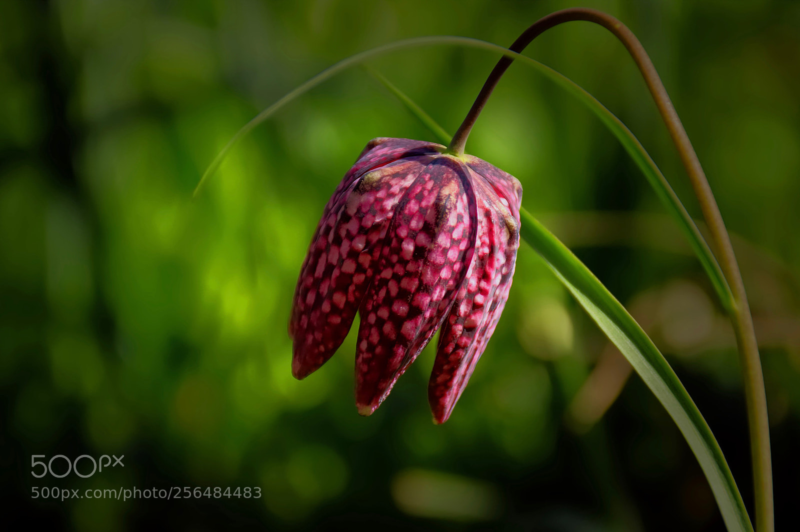Nikon D5100 sample photo. Fritillary photography