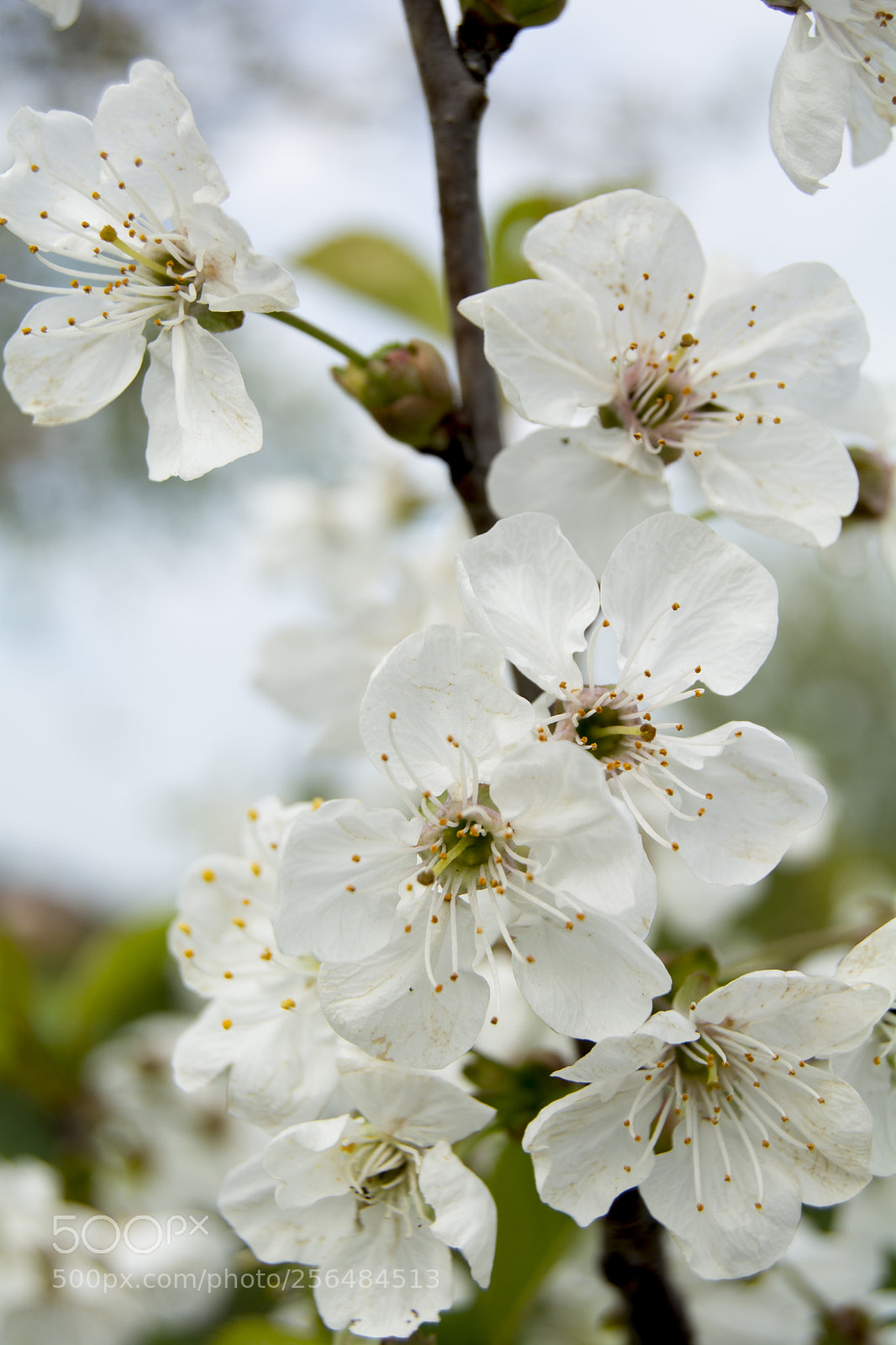 Nikon D5200 sample photo. Spring photography