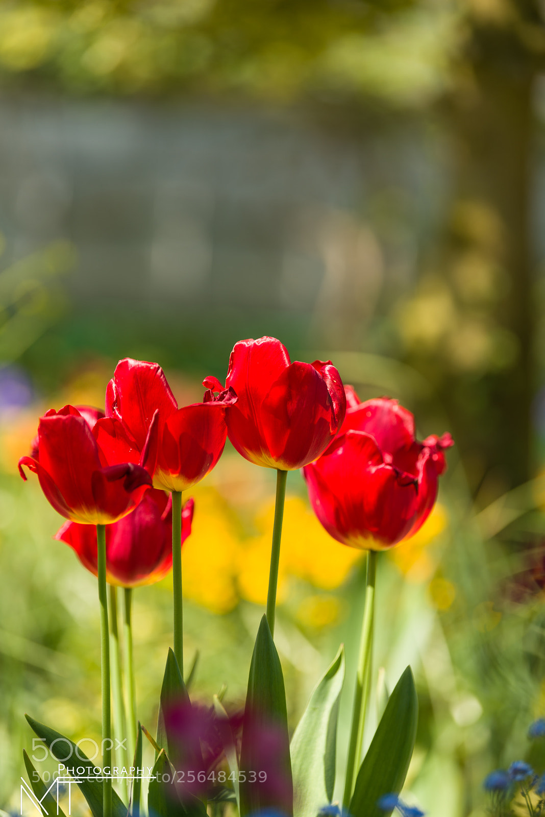 Nikon D750 sample photo. Red tulips.claude monet's garden,giverny photography