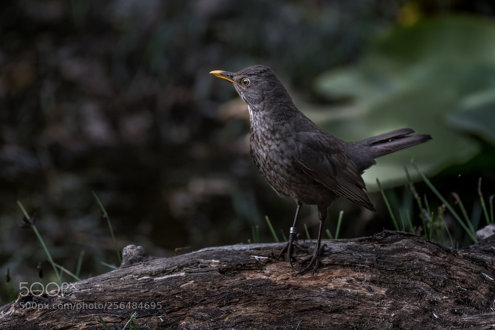 Nikon D850 sample photo. Black bird (female) photography