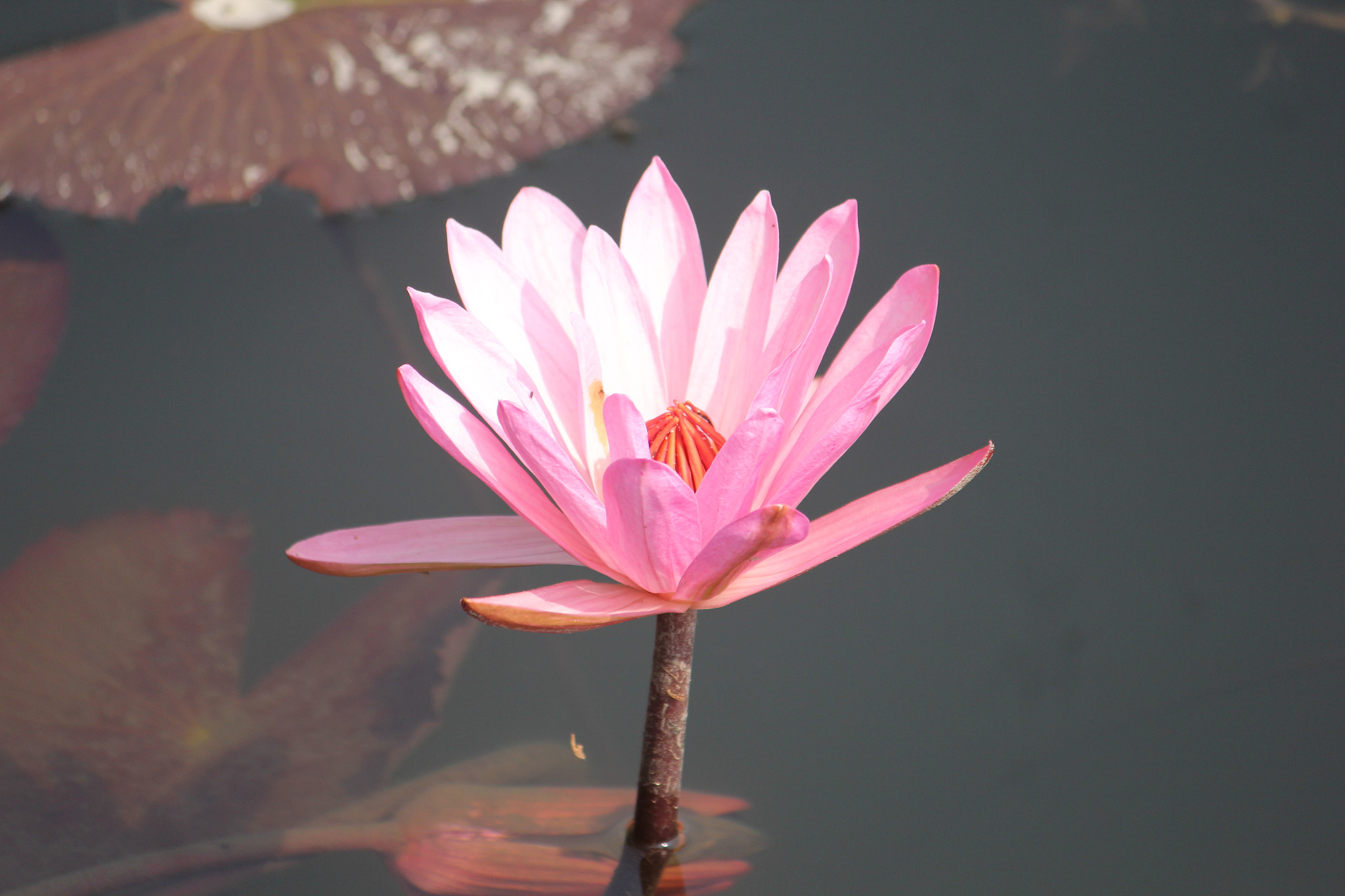 Canon EF-S 55-250mm F4-5.6 IS II sample photo. Lotus photography