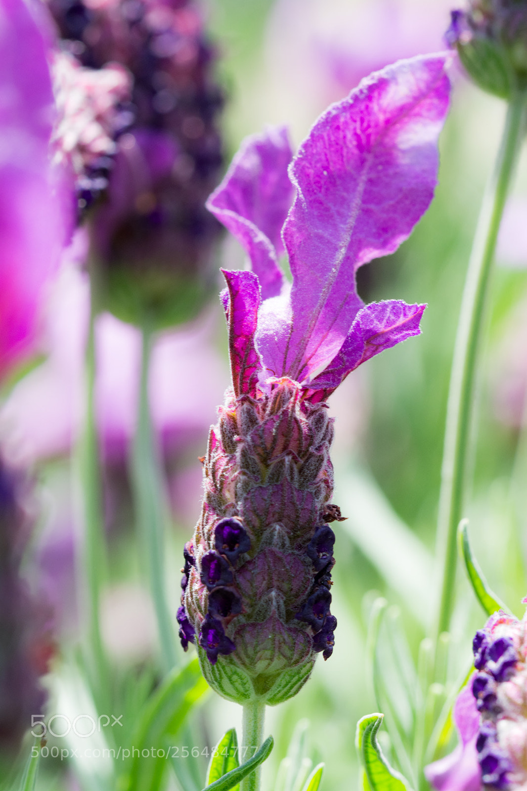 Nikon D7100 sample photo. Purple flower photography