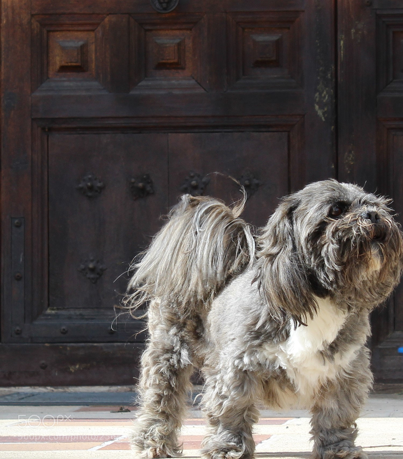 Canon EOS 1300D (EOS Rebel T6 / EOS Kiss X80) sample photo. Perro photography