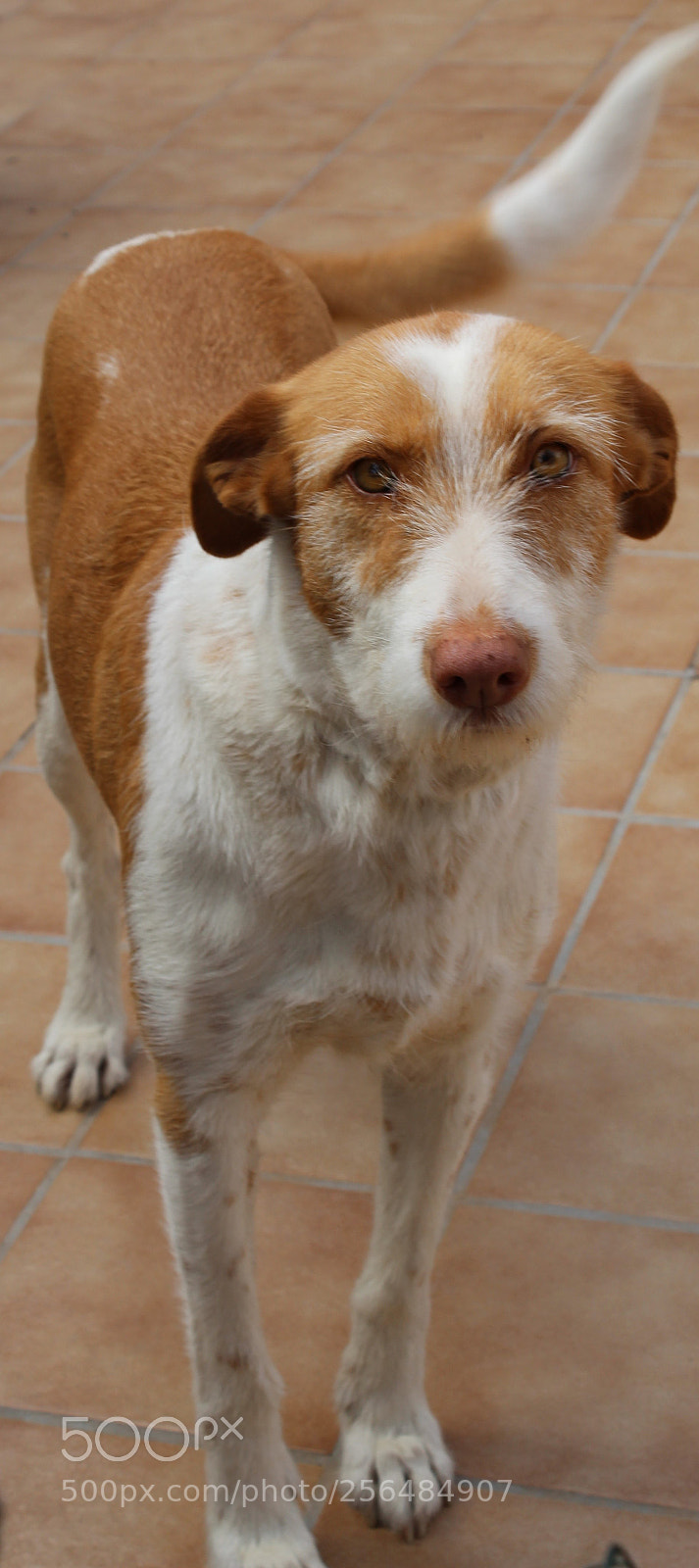 Canon EOS 1300D (EOS Rebel T6 / EOS Kiss X80) sample photo. Perro photography