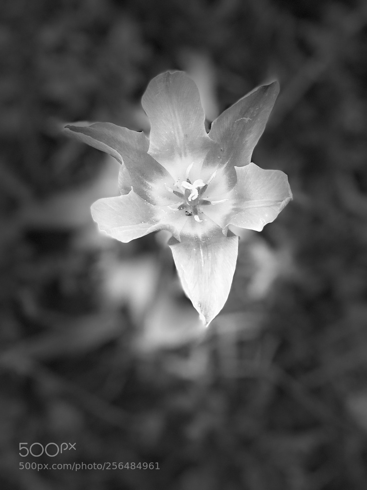 Apple iPhone 8 Plus sample photo. Untitled photography