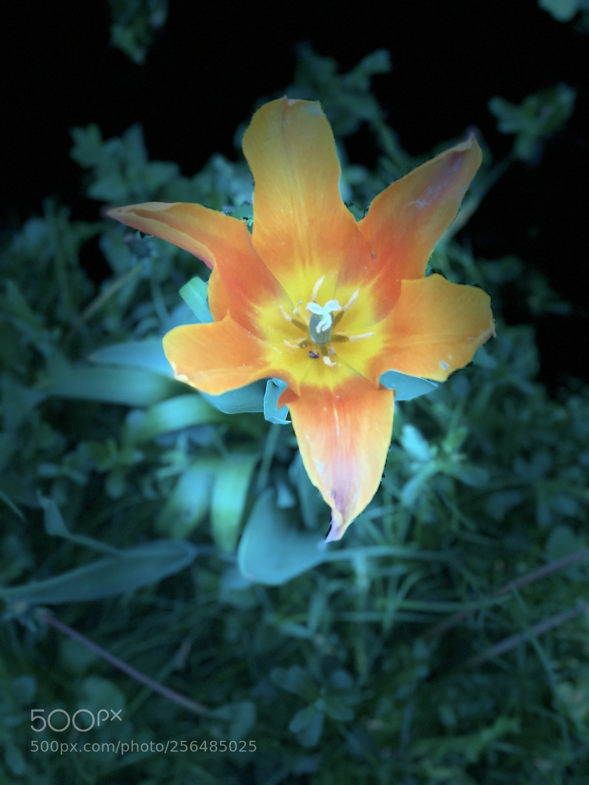Apple iPhone 8 Plus sample photo. Untitled photography