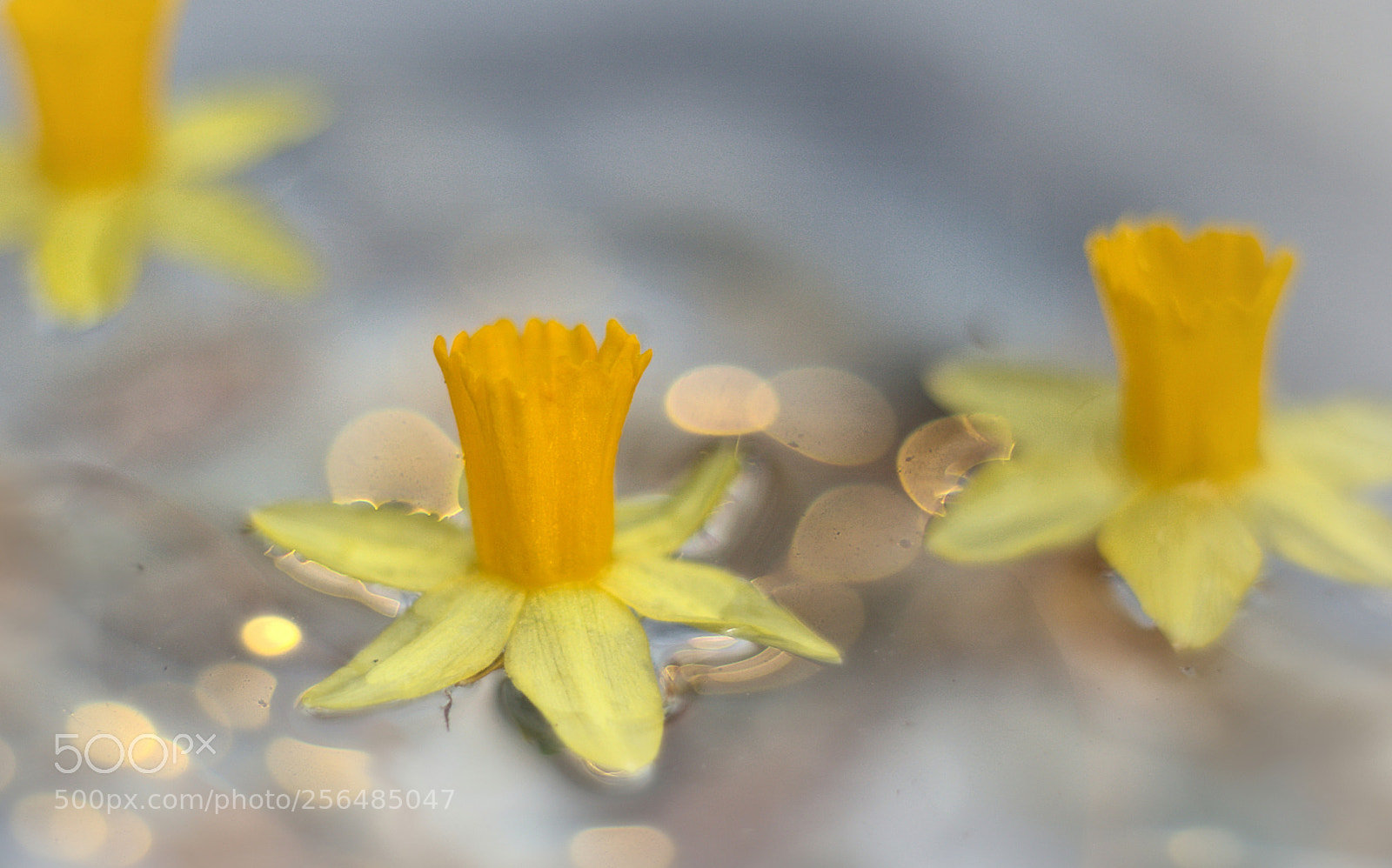 Canon EOS 6D sample photo. Daffodils rafting down the photography