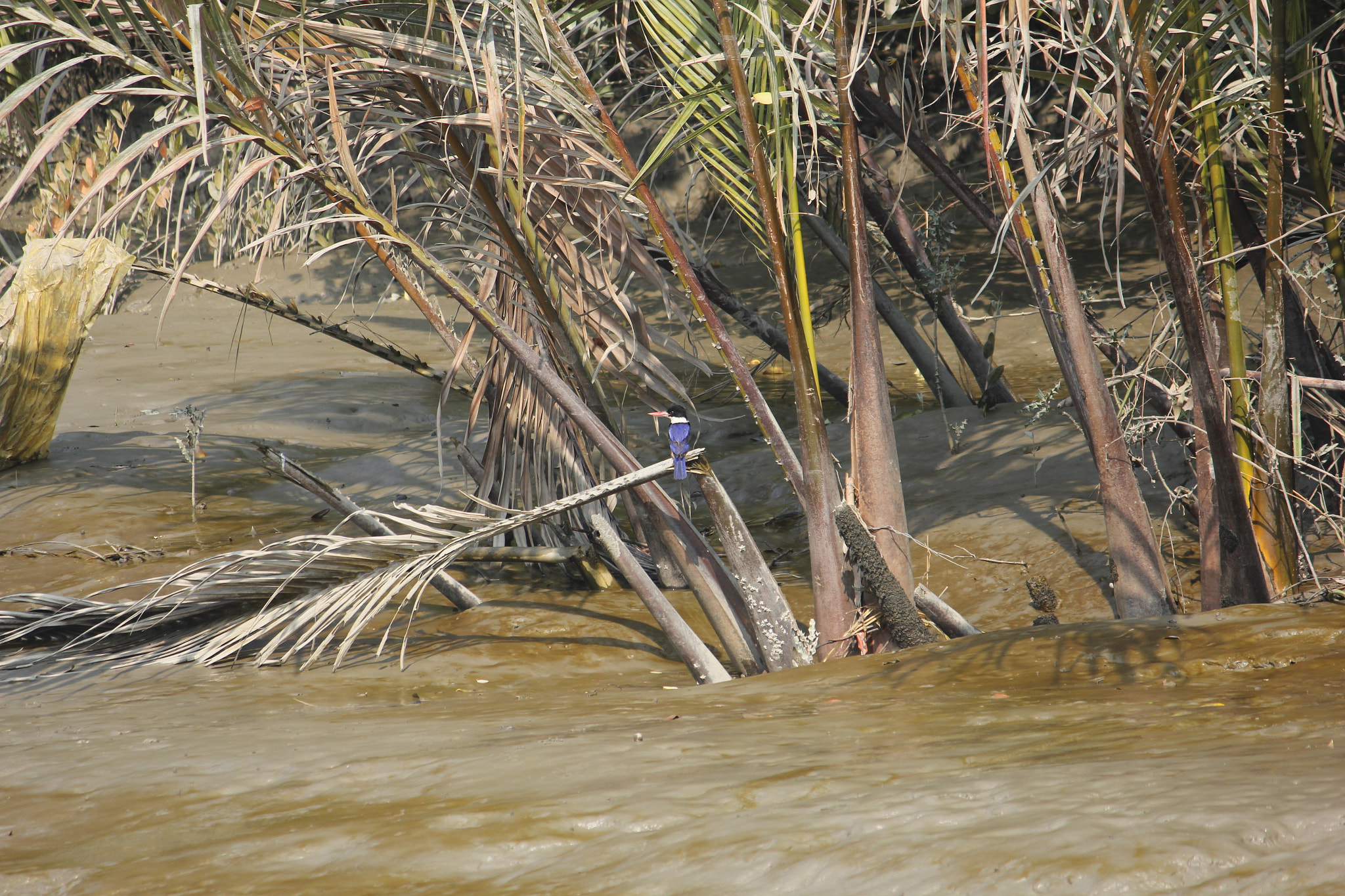 Canon EF-S 55-250mm F4-5.6 IS II sample photo. Kingfisher photography