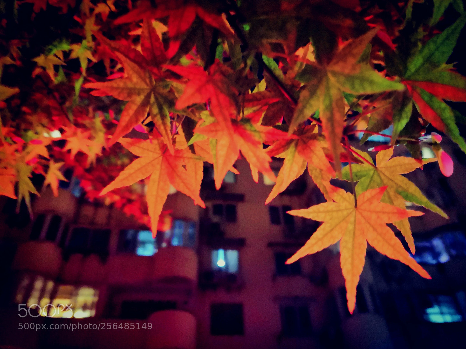 HUAWEI Honor 10 sample photo. Maple leaves in night 2 photography