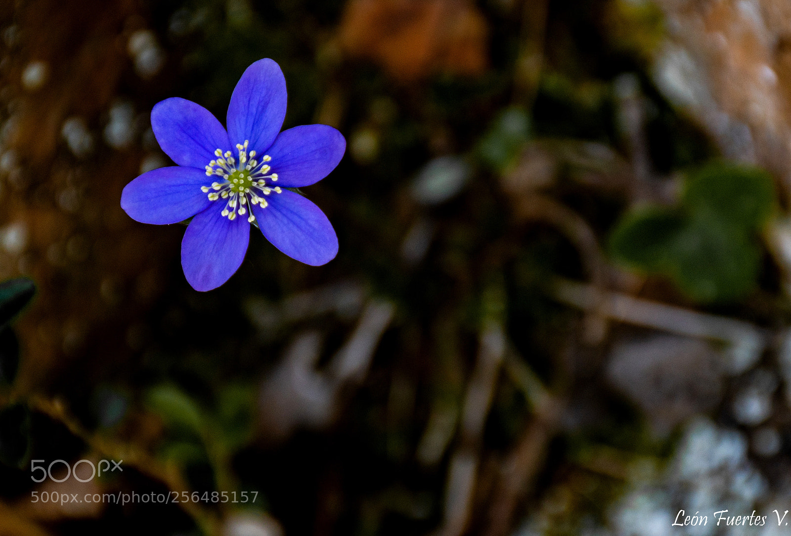 Nikon D7500 sample photo. Flower. flor photography