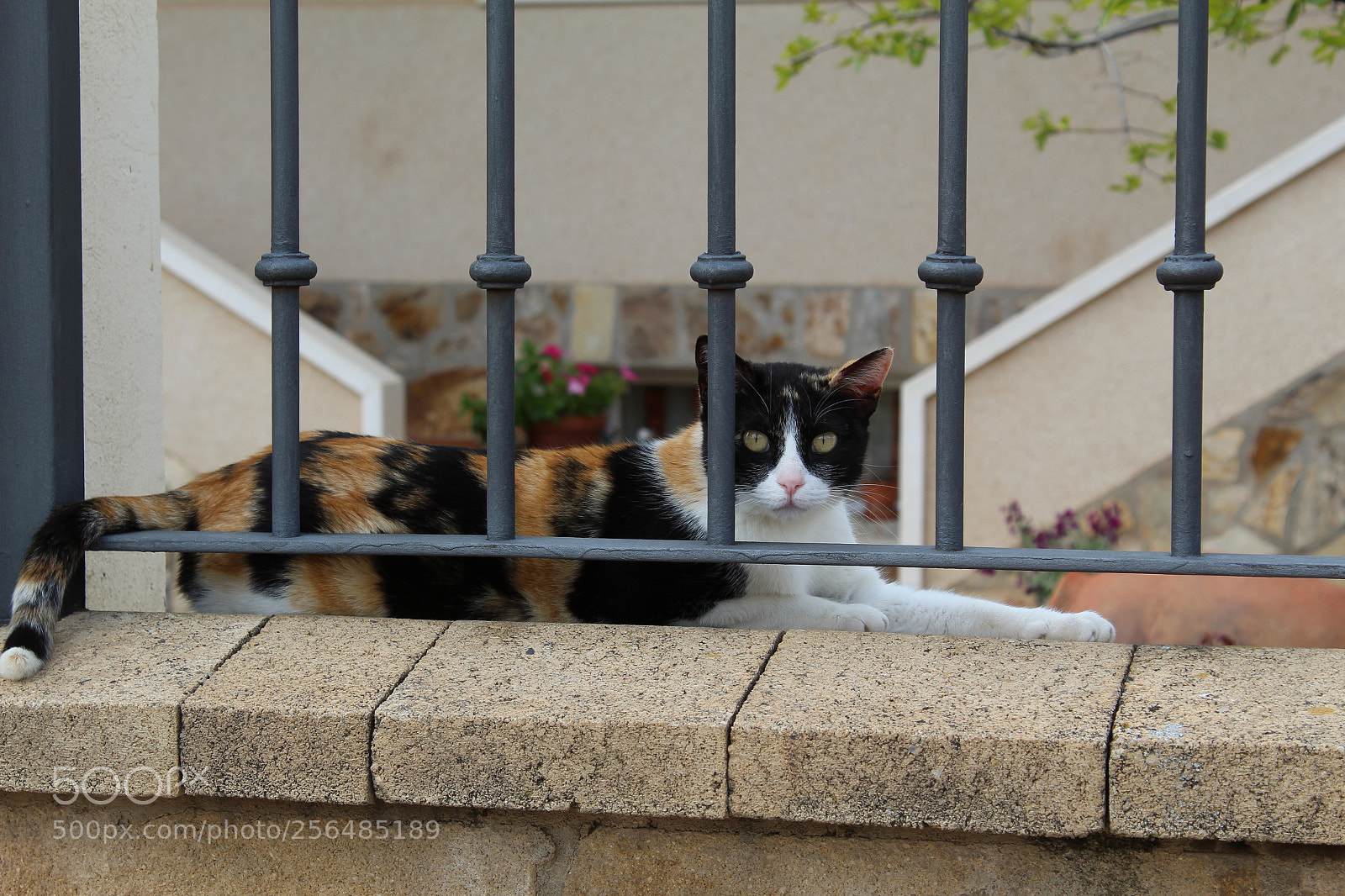Canon EOS 1300D (EOS Rebel T6 / EOS Kiss X80) sample photo. Img photography