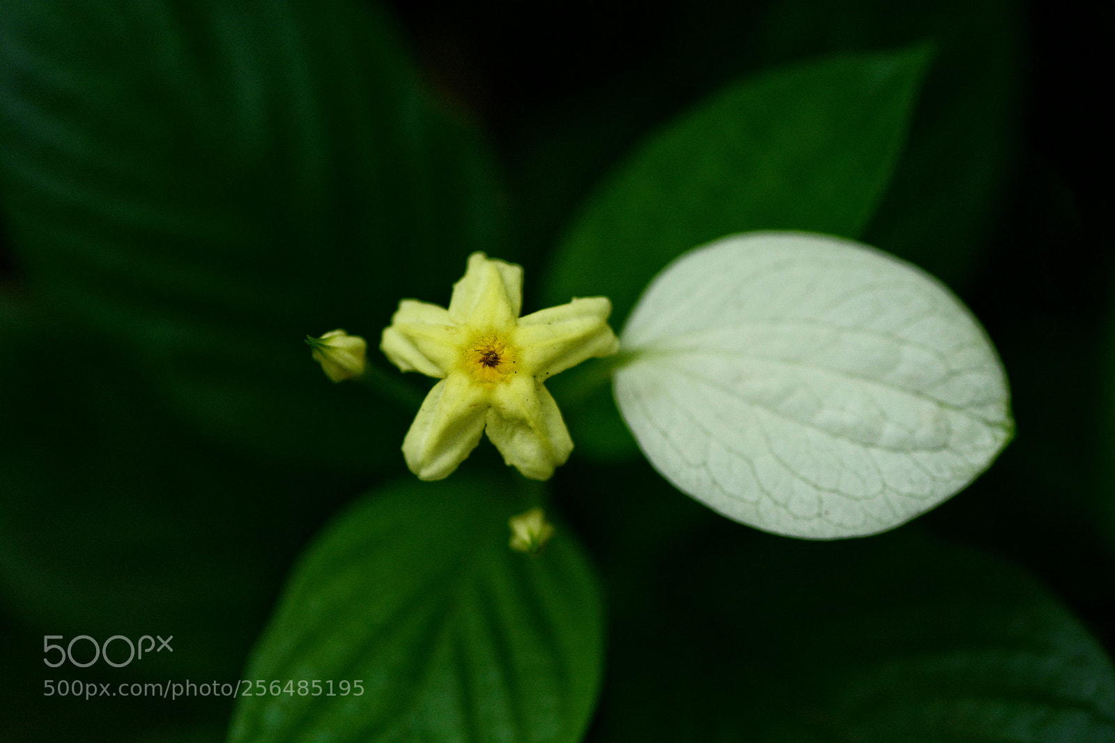 Nikon D7100 sample photo. 1000vsdx photography