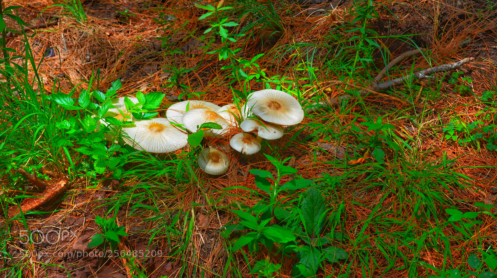 Nikon D5200 sample photo. Untitled photography