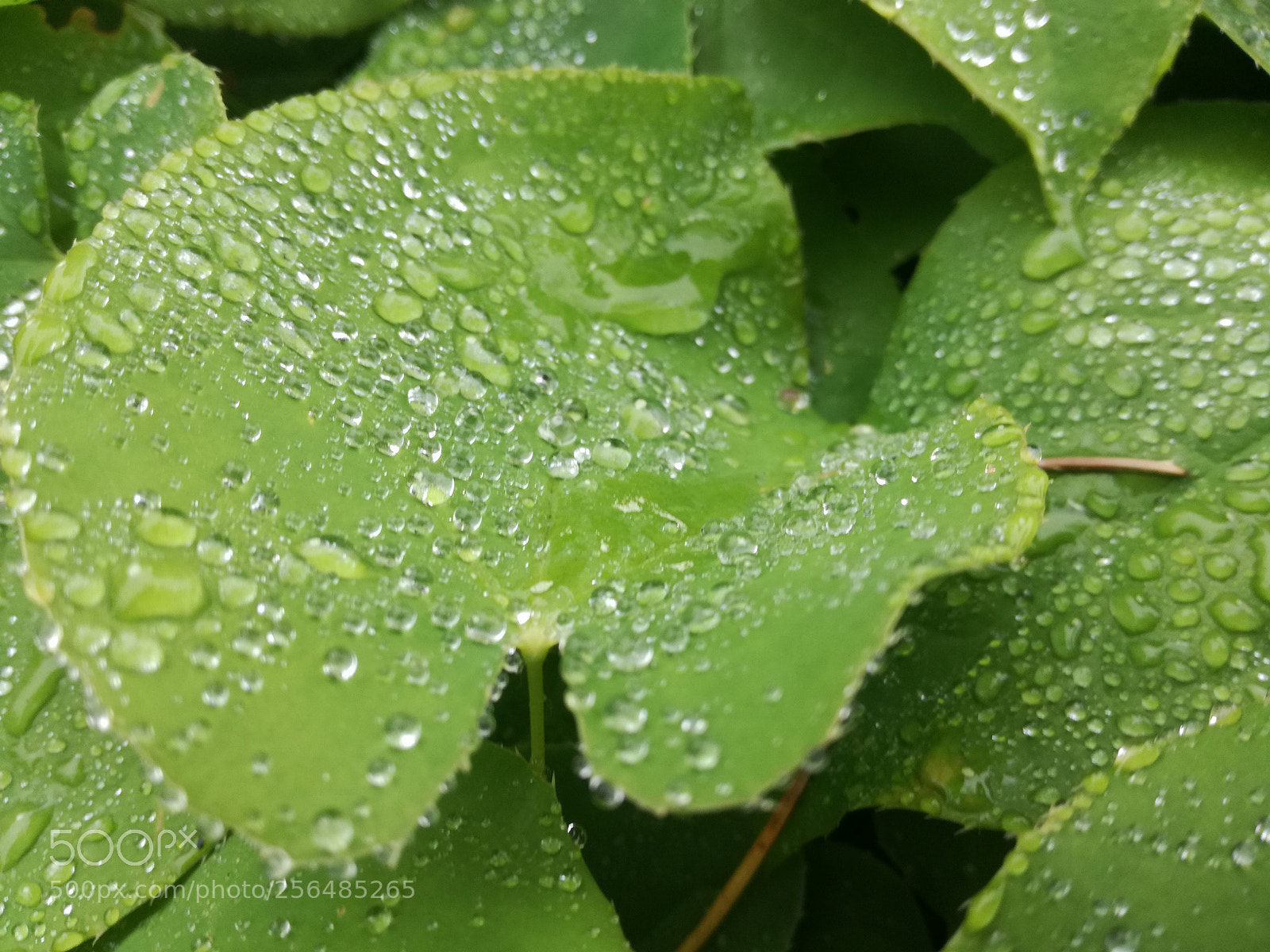 HUAWEI P9 LITE sample photo. Untitled photography