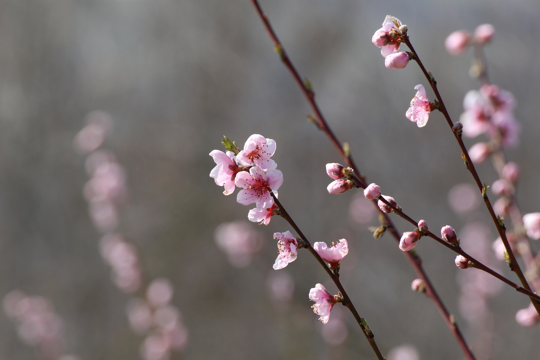 Canon EOS 100D (EOS Rebel SL1 / EOS Kiss X7) sample photo. Spring photography