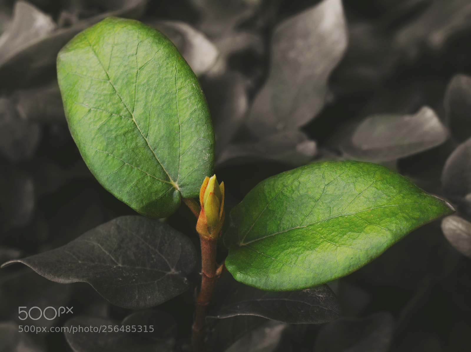 Nikon D5200 sample photo. Untitled photography