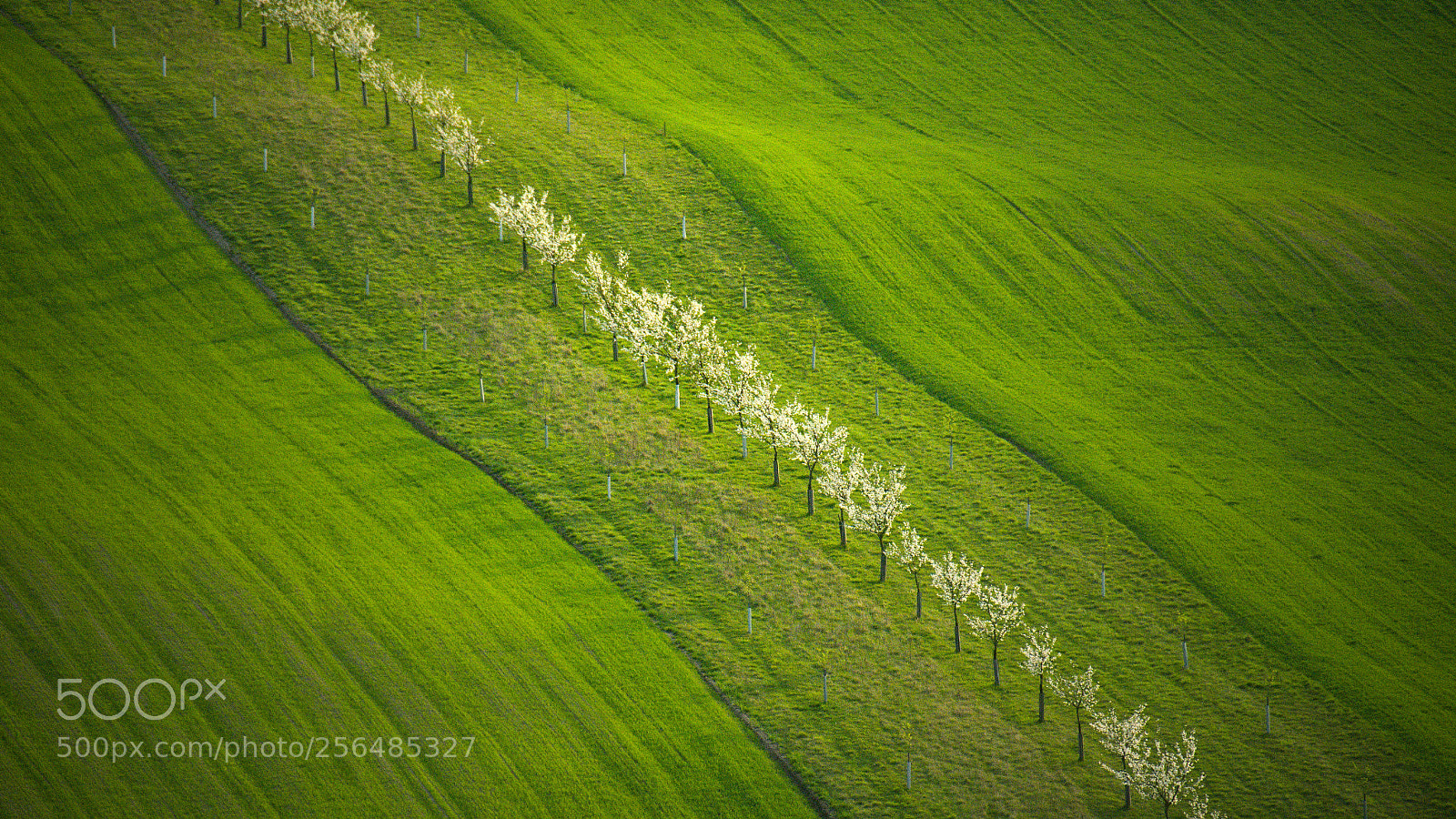 Nikon D7000 sample photo. Flowering waves photography