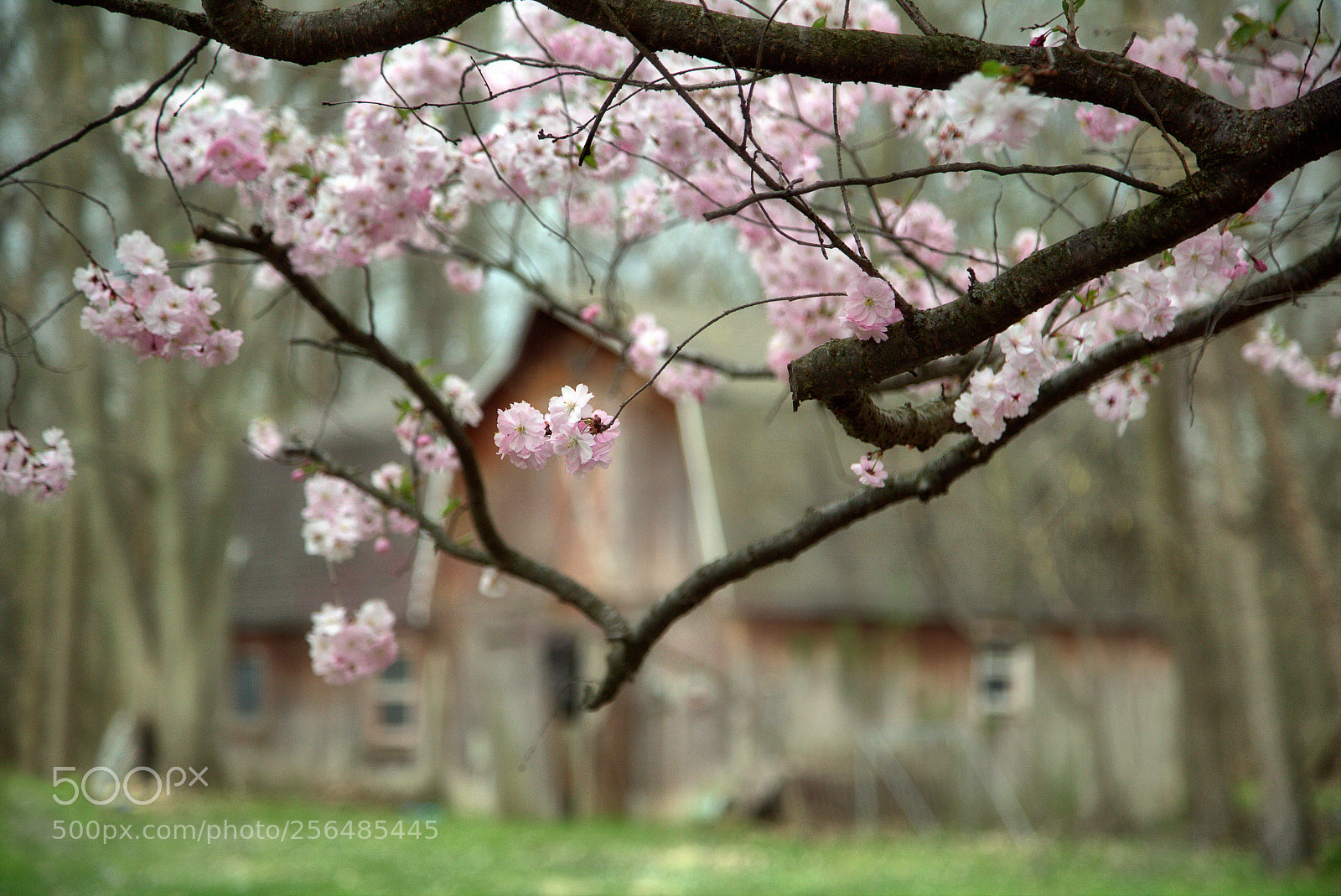 Canon EOS 6D sample photo. Cherry blossoms on the photography