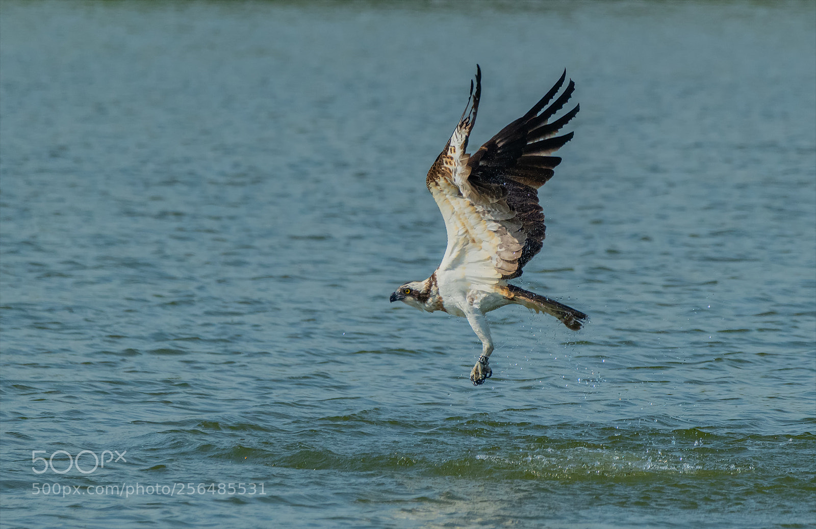 Nikon D850 sample photo. Hunting osprey! photography